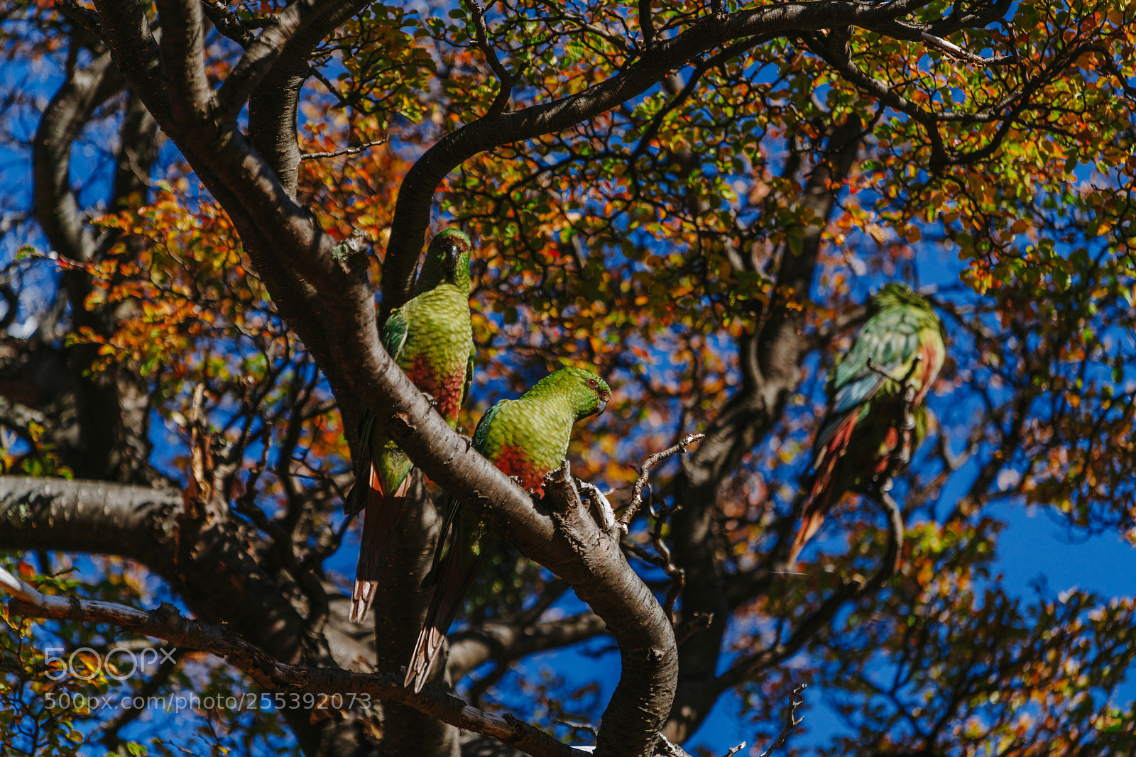 Sony a7R II sample photo. Parrot in the forests photography