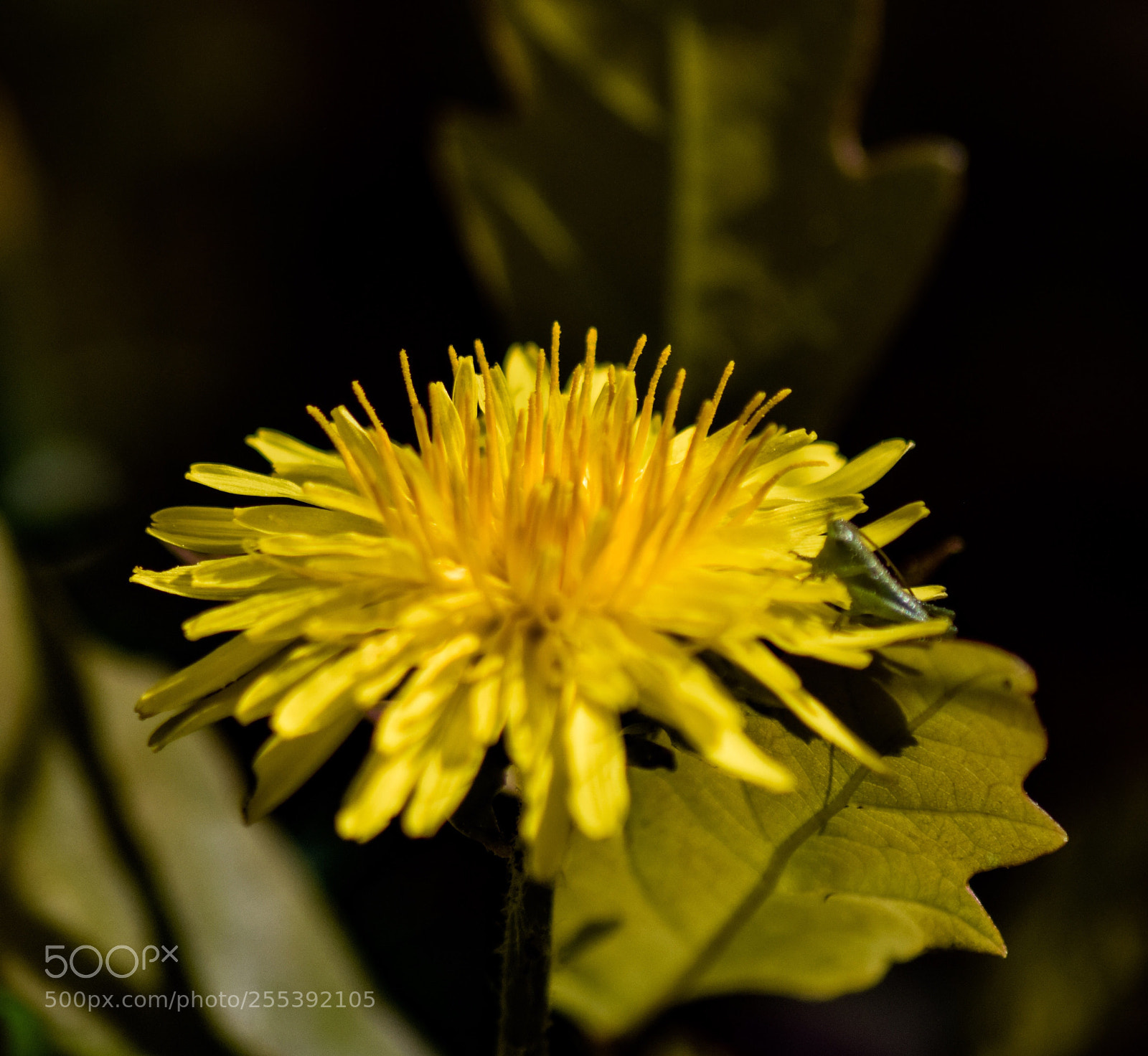 Nikon D5300 sample photo. Fleur jaune soleil  photography