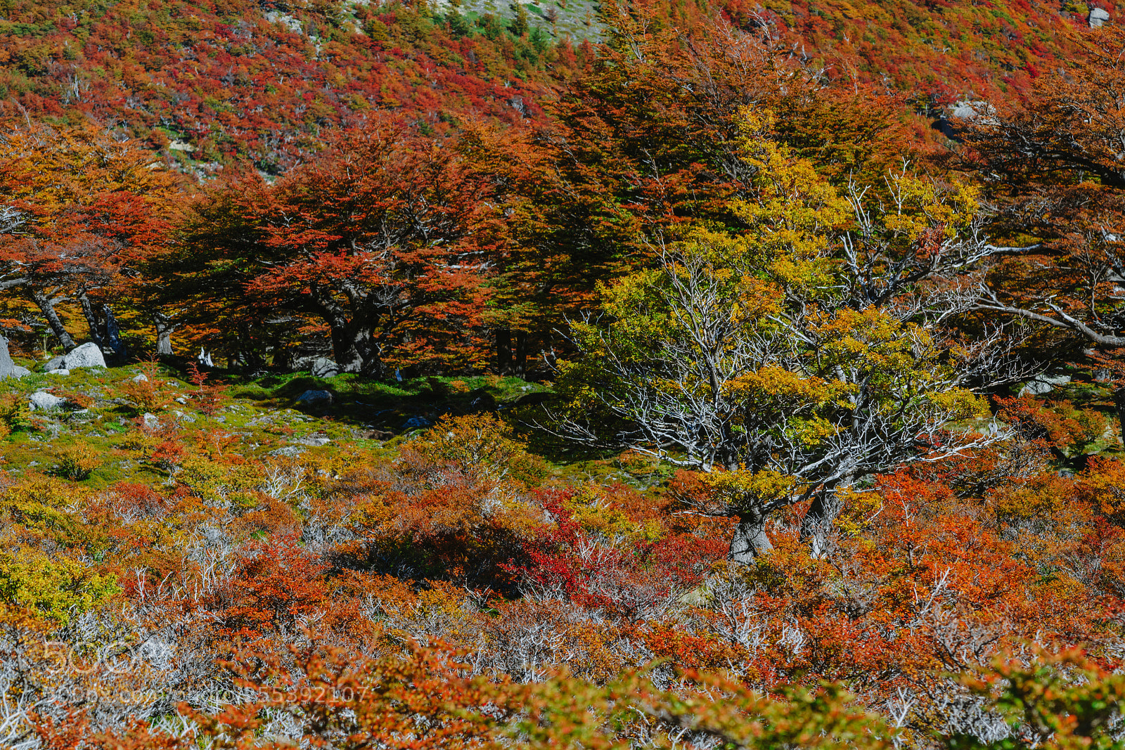 Sony a7R II sample photo. Bright colors of autumn photography