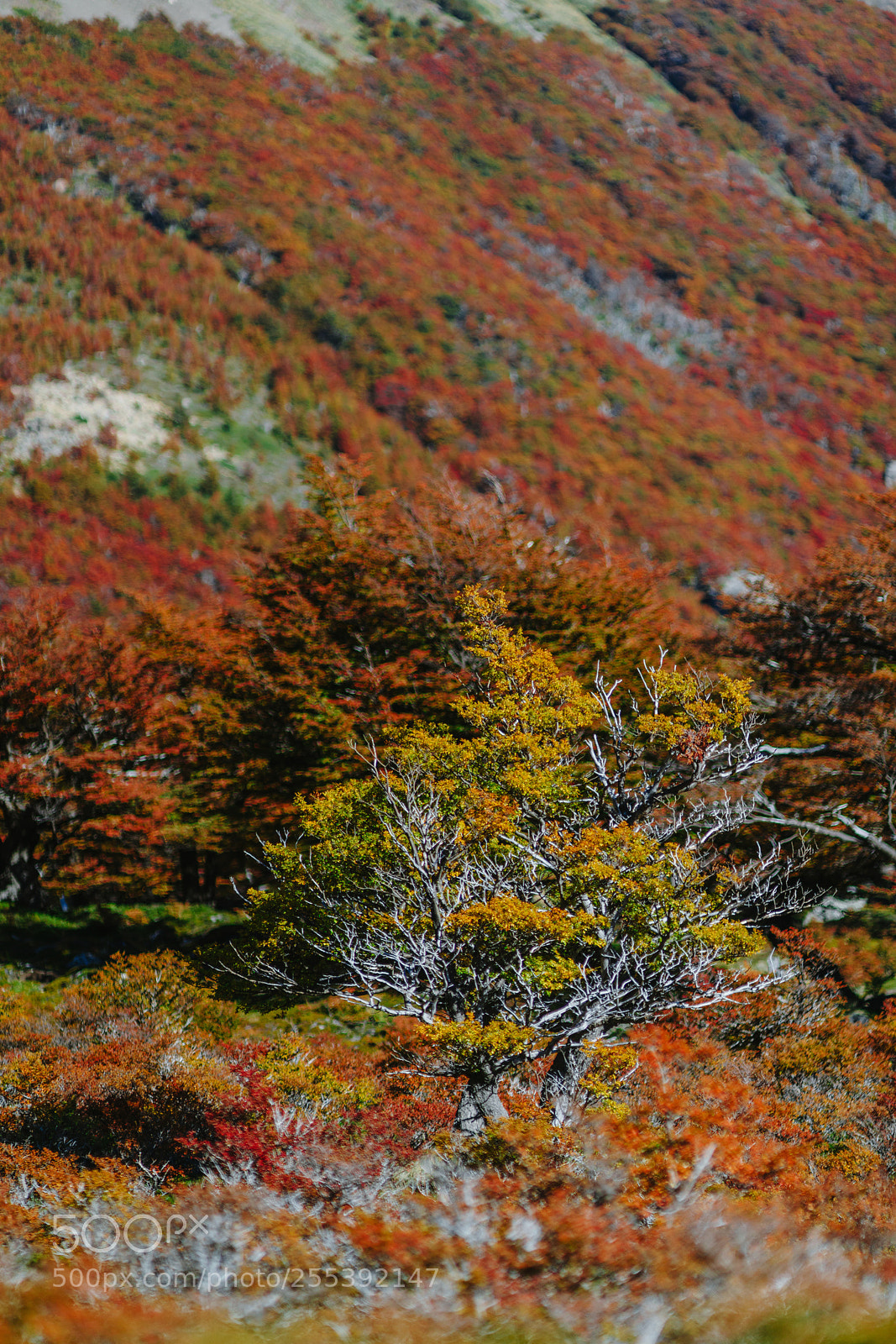 Sony a7R II sample photo. Bright colors of autumn photography