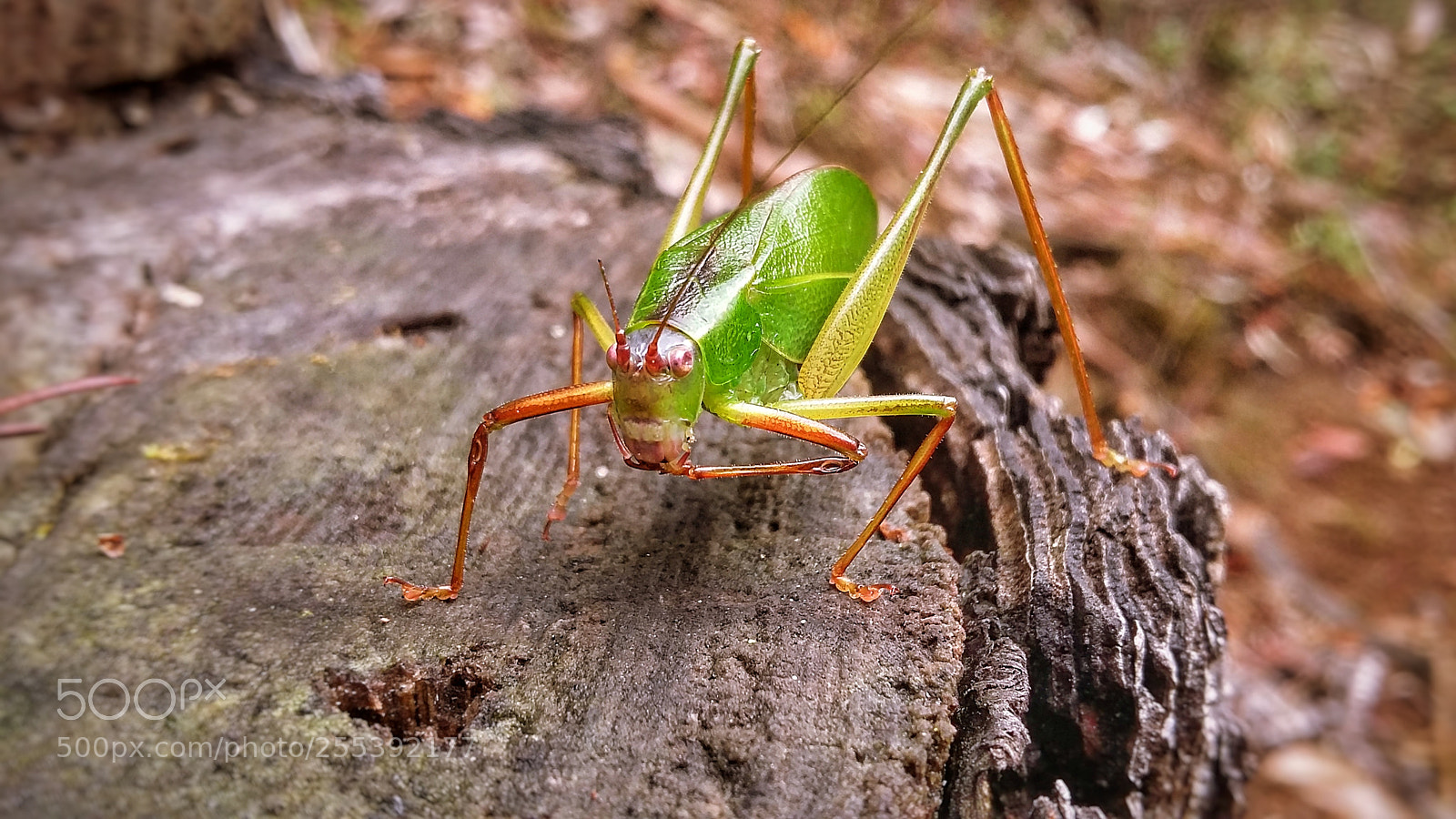 Samsung Galaxy Grand Prime sample photo. Saltamontes hoja verde ii photography