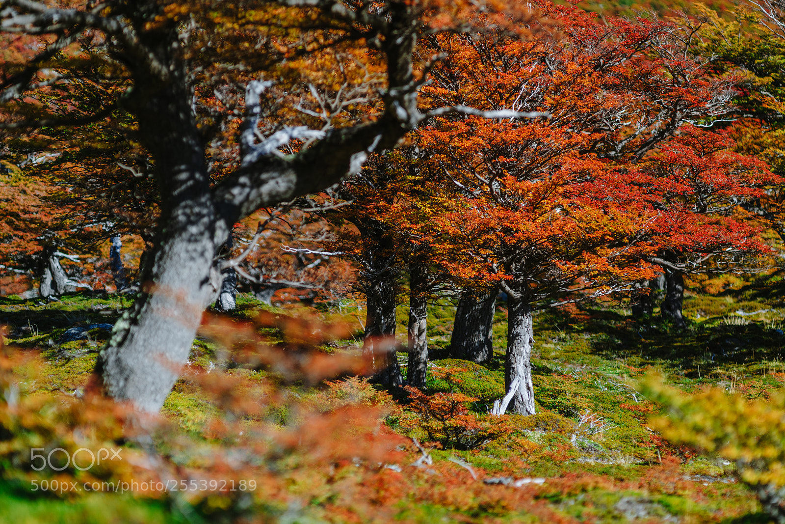 Sony a7R II sample photo. Bright colors of autumn photography