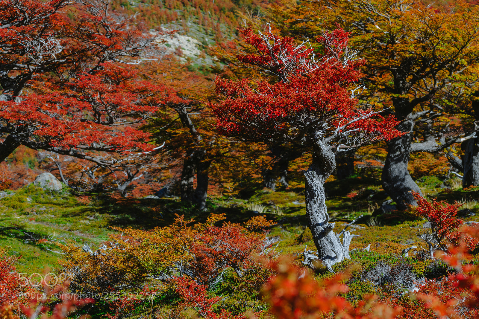 Sony a7R II sample photo. Bright colors of autumn photography