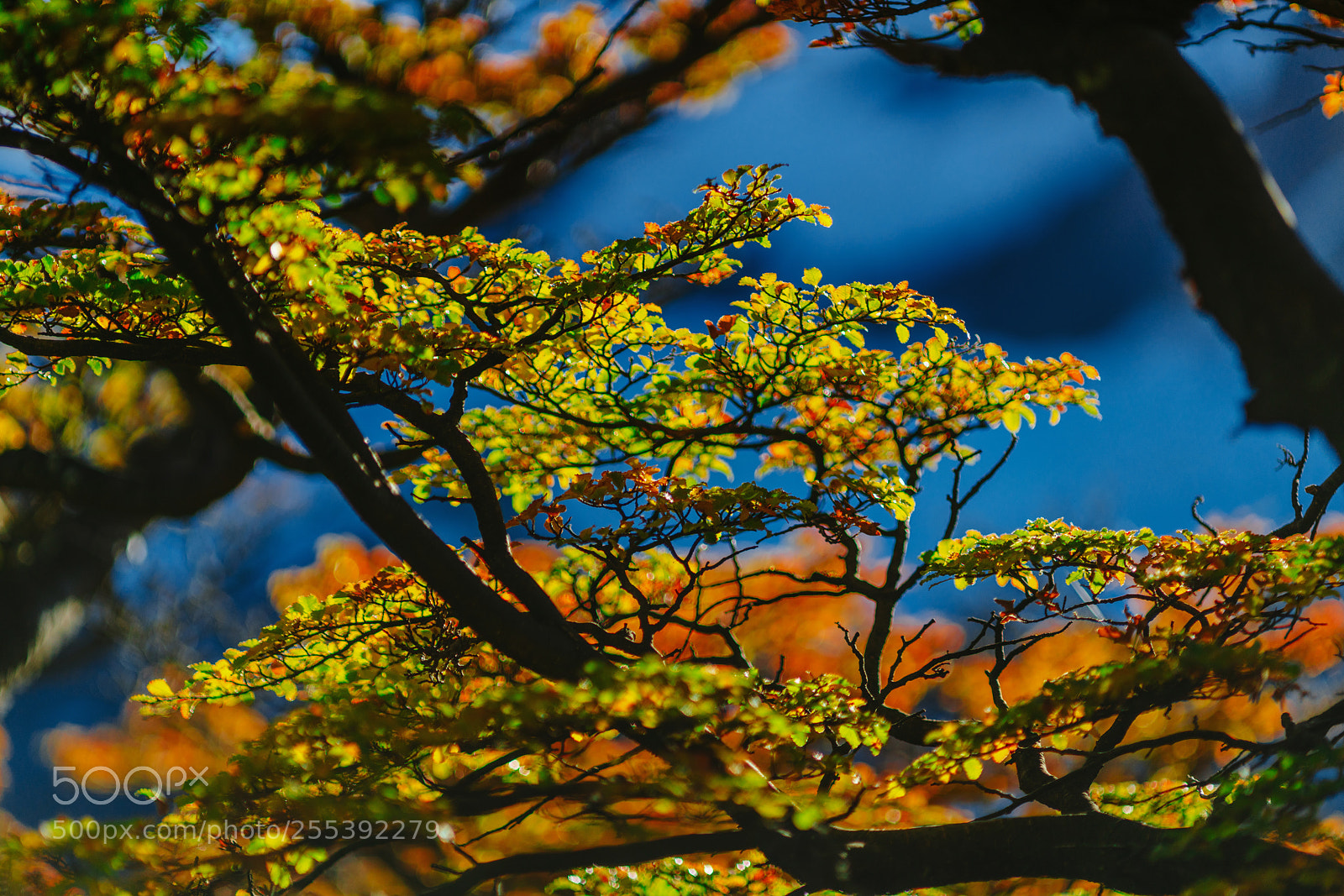 Sony a7R II sample photo. Bright colors of autumn photography