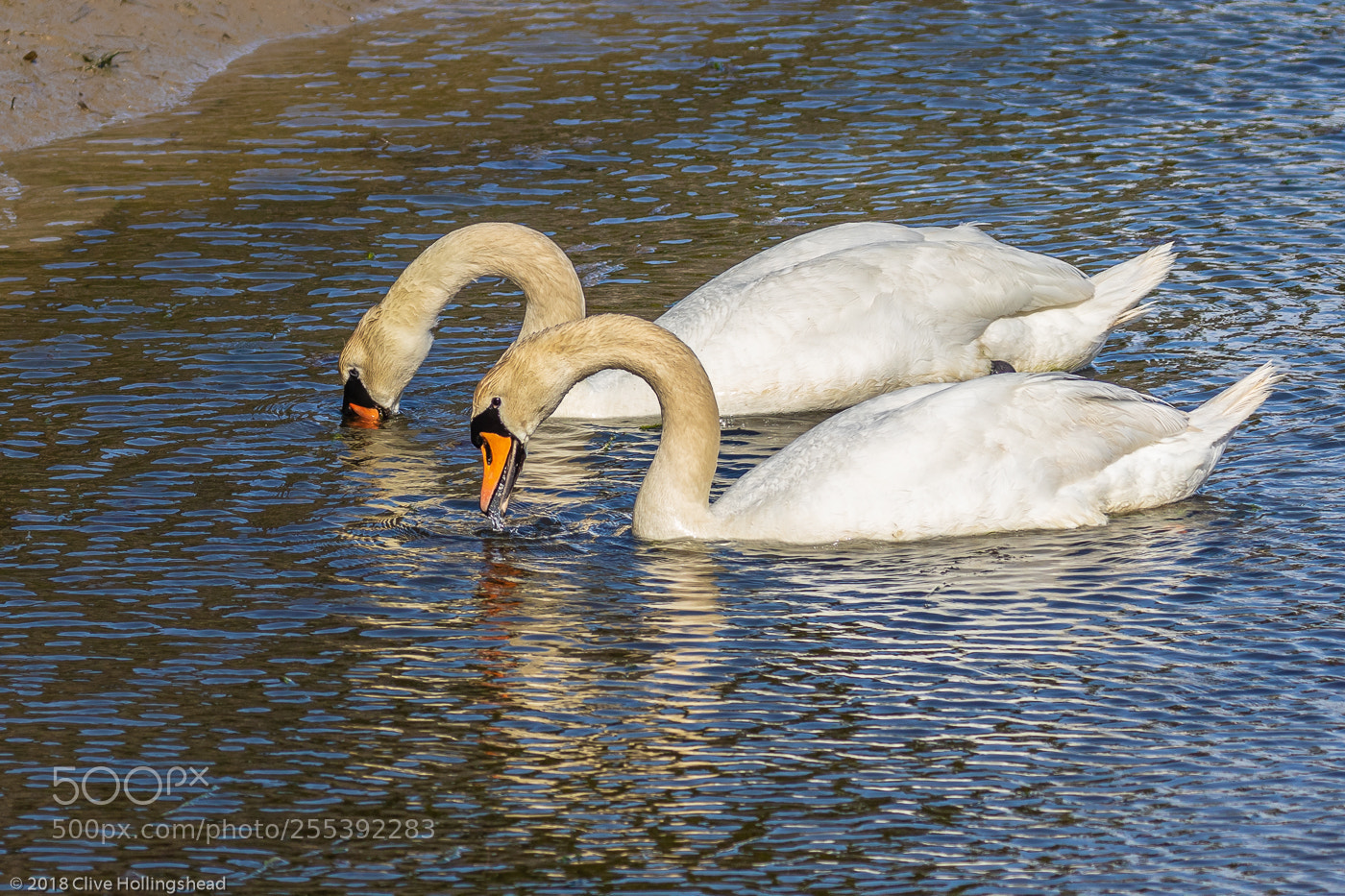 Canon EOS 7D Mark II sample photo. Syncronised swanning photography