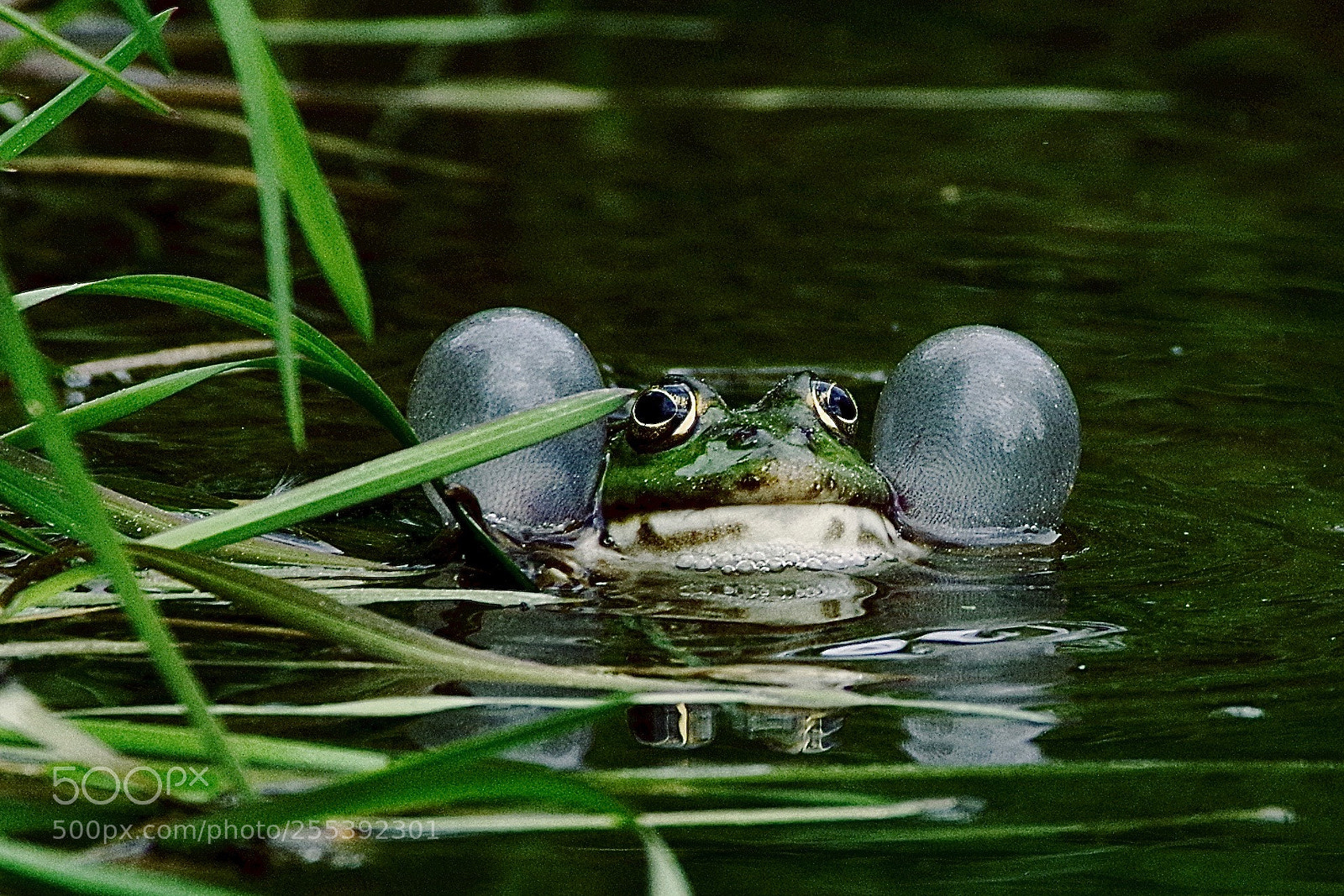 Pentax K-1 sample photo. Common toad - under photography