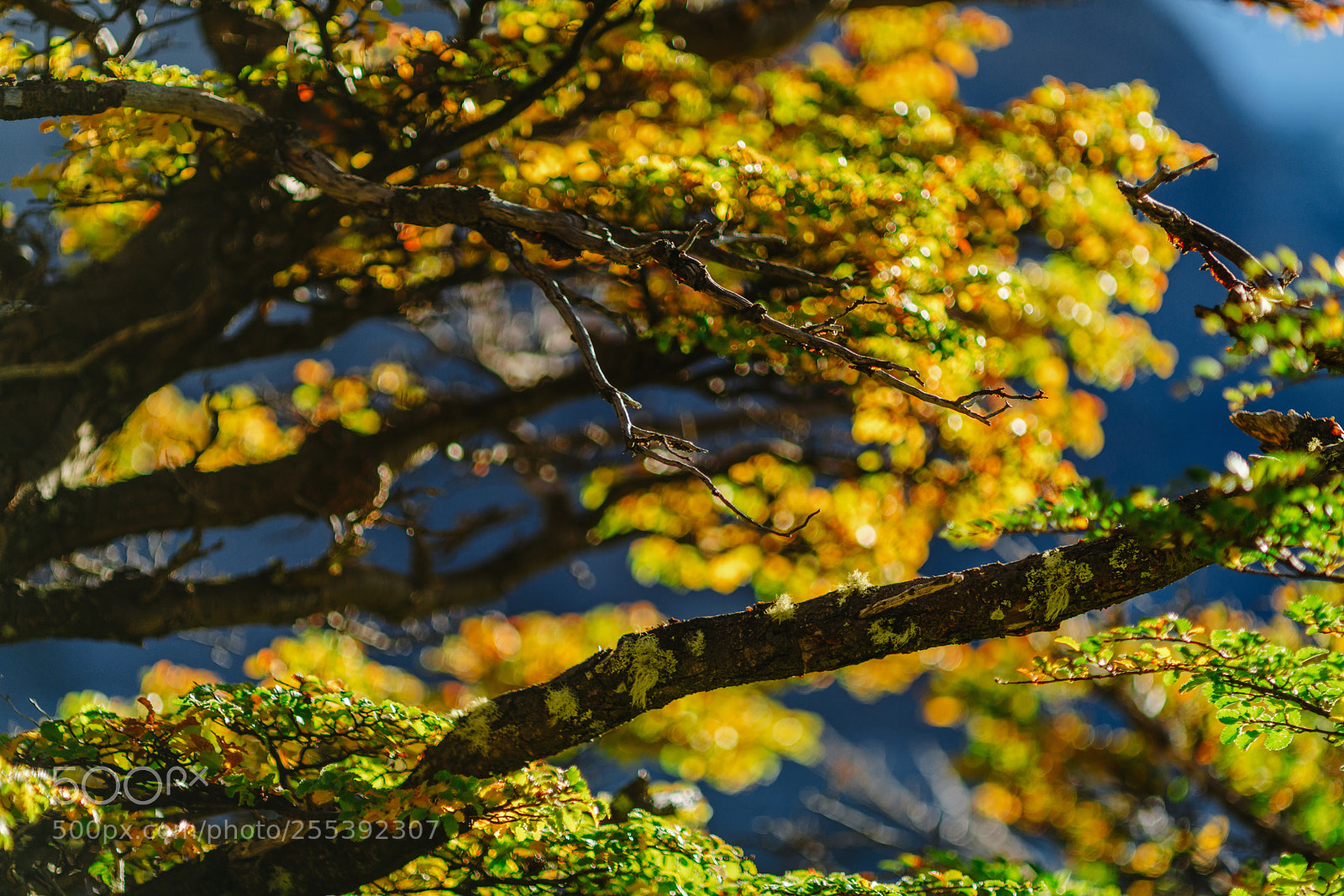 Sony a7R II sample photo. Bright colors of autumn photography