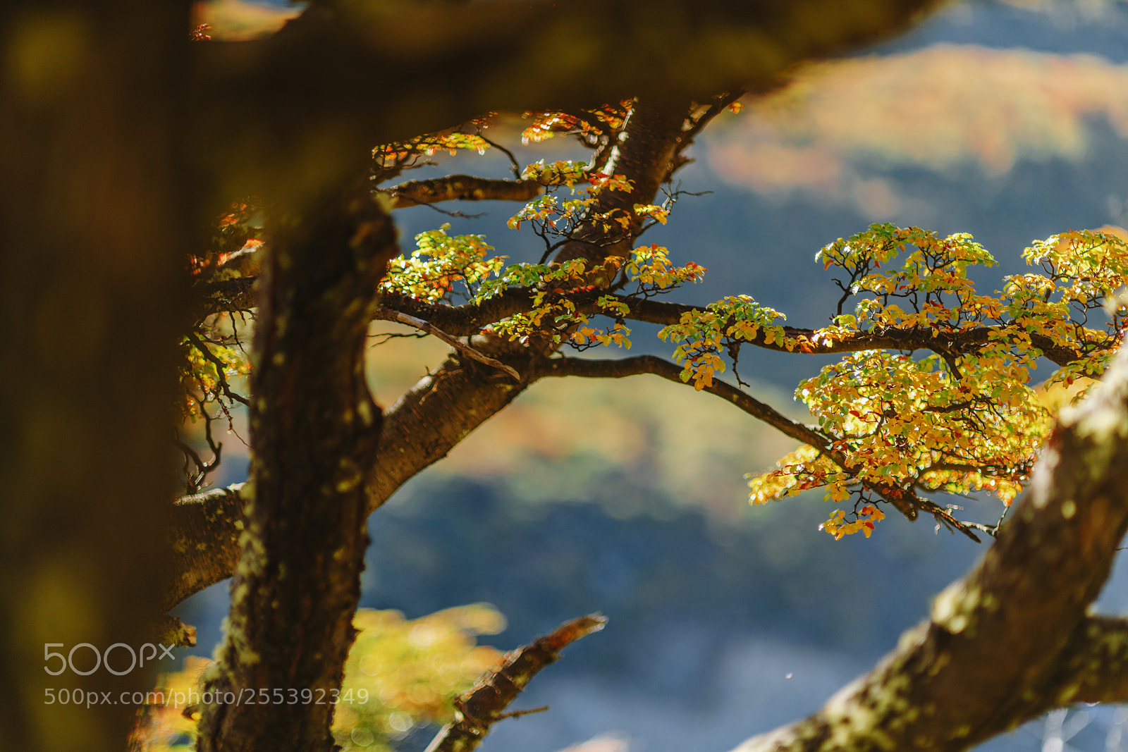 Sony a7R II sample photo. Bright colors of autumn photography