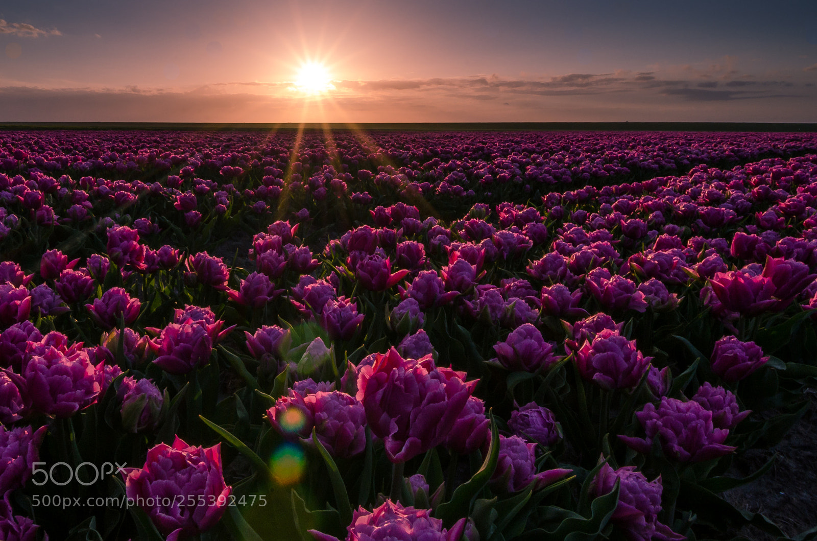 Nikon D7000 sample photo. Tulips sunset photography