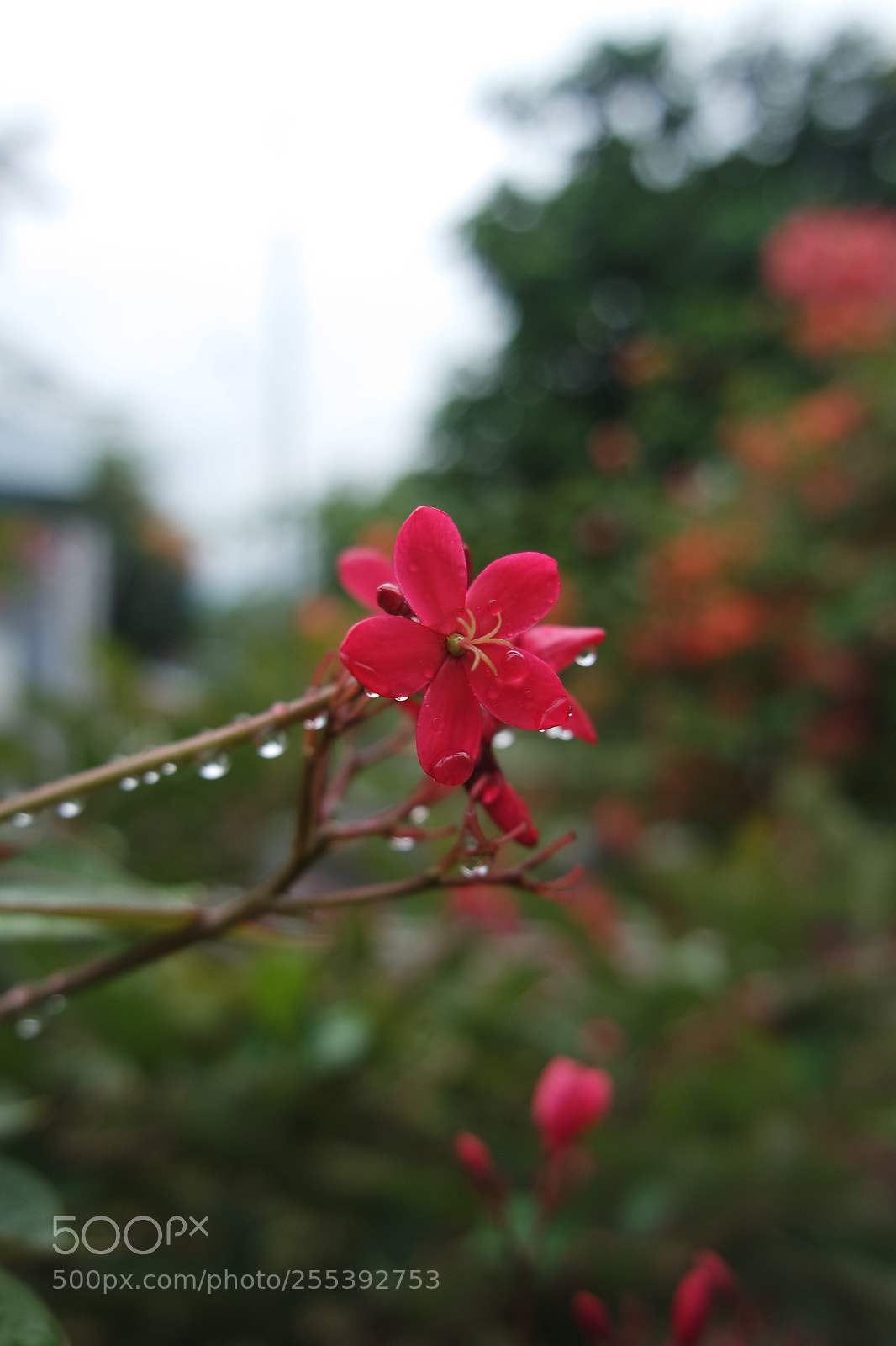 Samsung NX3000 sample photo. Evening drop photography