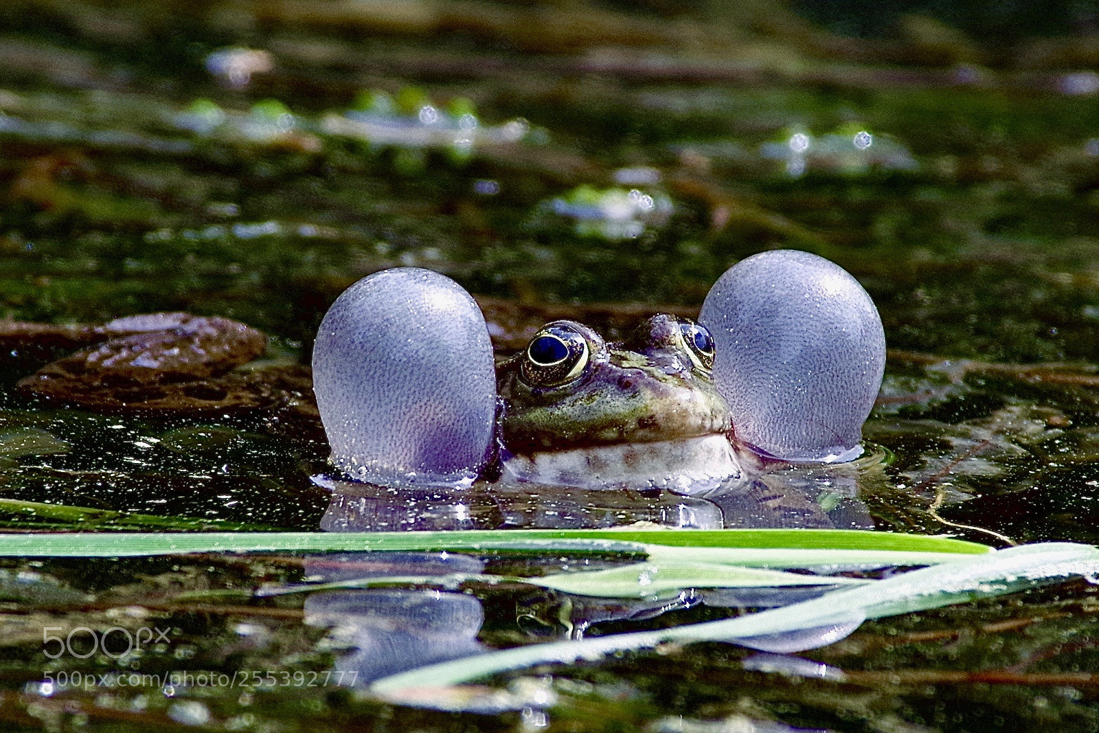Pentax K-1 sample photo. Common toad ii photography