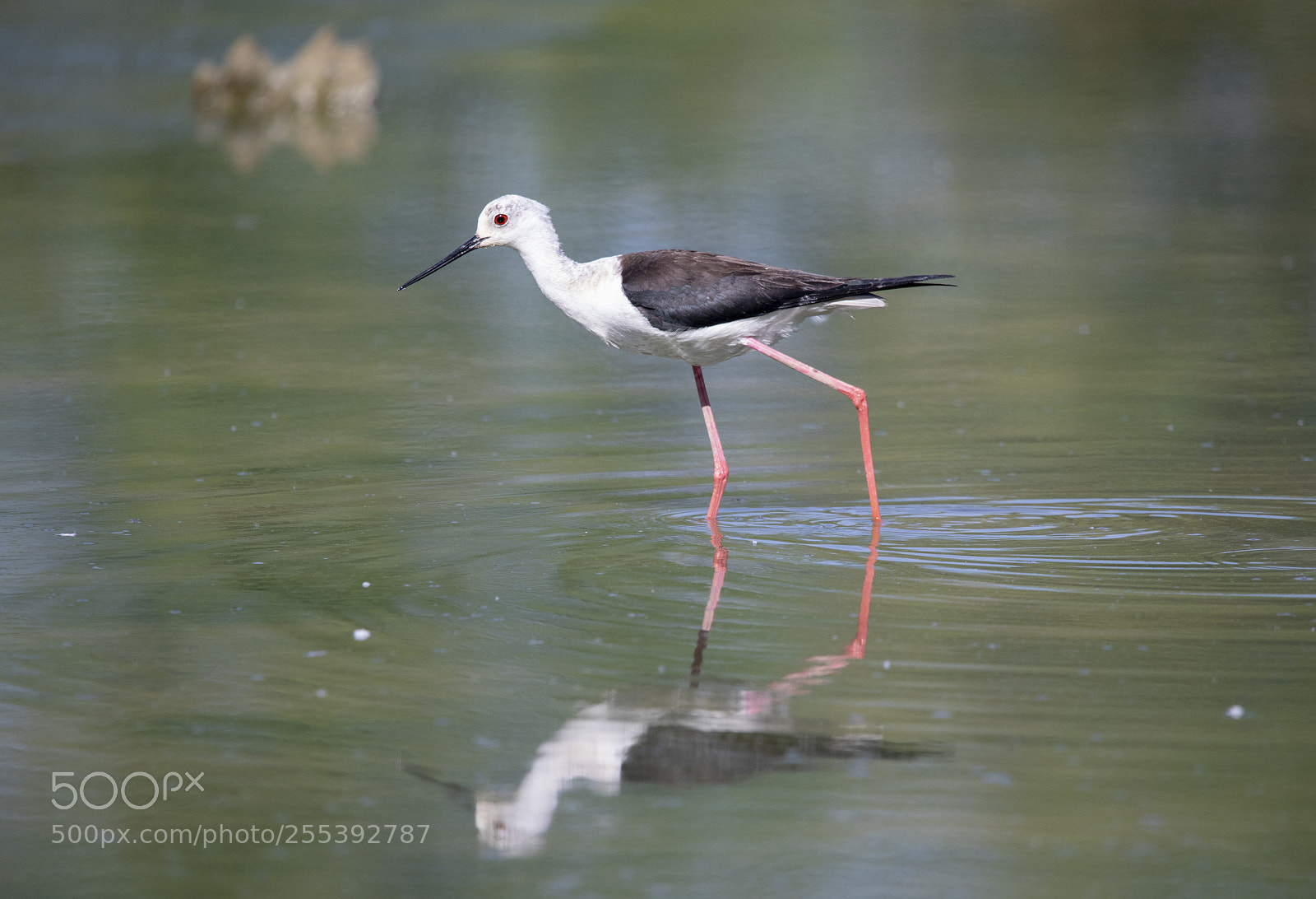 Canon EOS 5D Mark IV sample photo. Himantopus himantopus photography