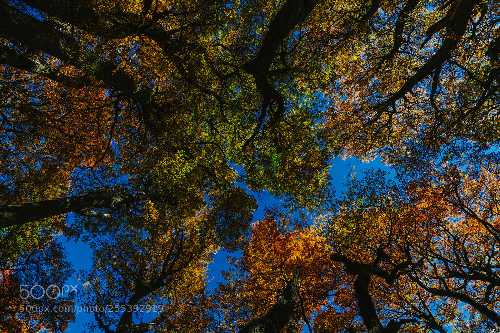 Sony a7R II sample photo. Bright colors of autumn photography