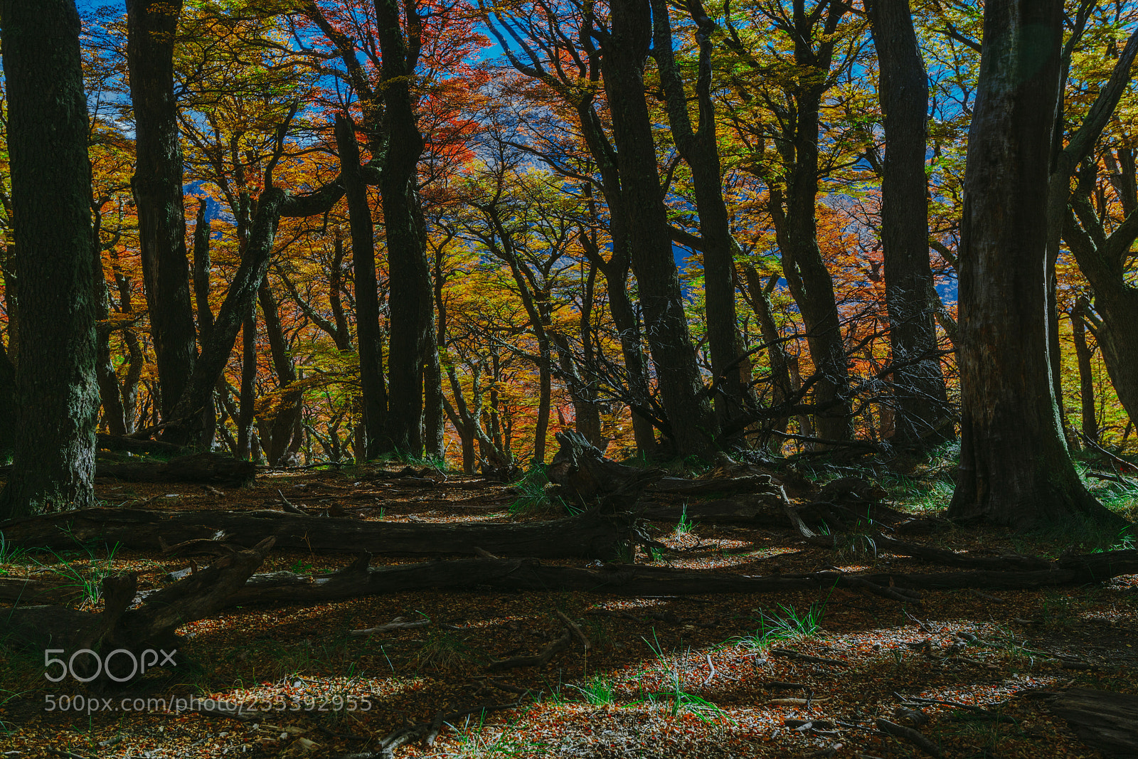 Sony a7R II sample photo. Bright colors of autumn photography