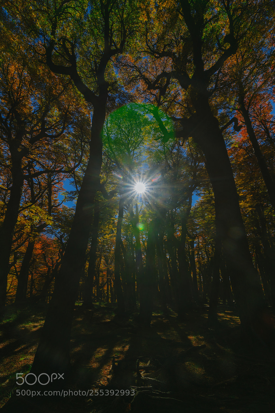 Sony a7R II sample photo. Bright colors of autumn photography