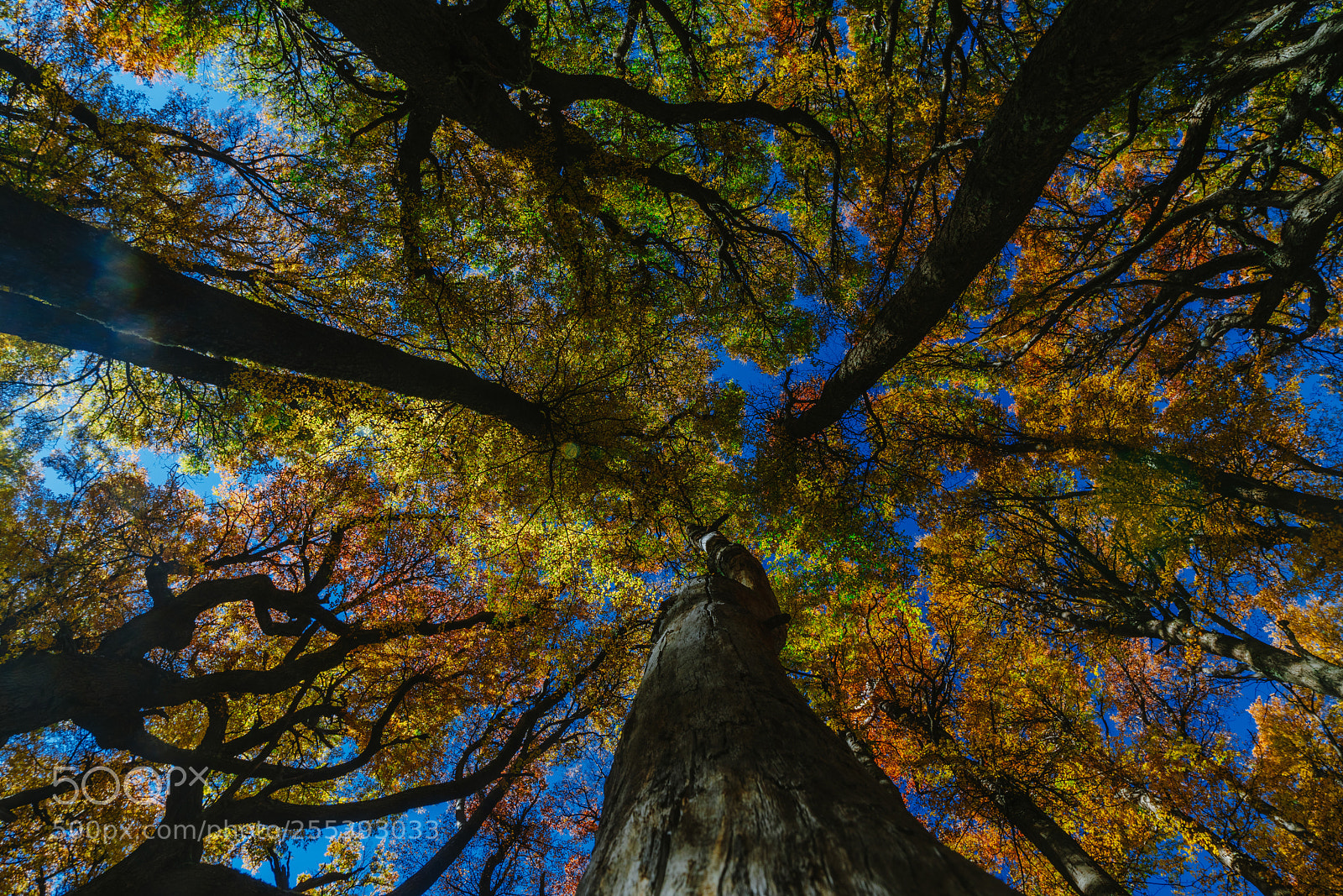 Sony a7R II sample photo. Bright colors of autumn photography