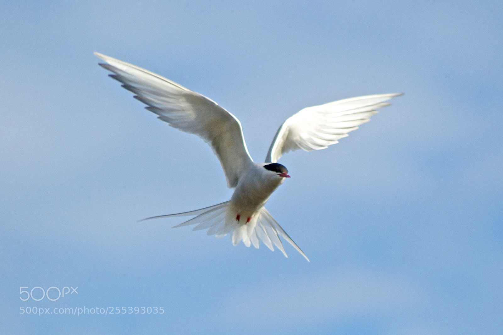 Nikon D3000 sample photo. Arctic tern photography