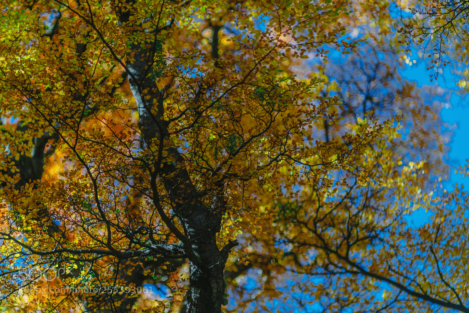 Sony a7R II sample photo. Bright colors of autumn photography