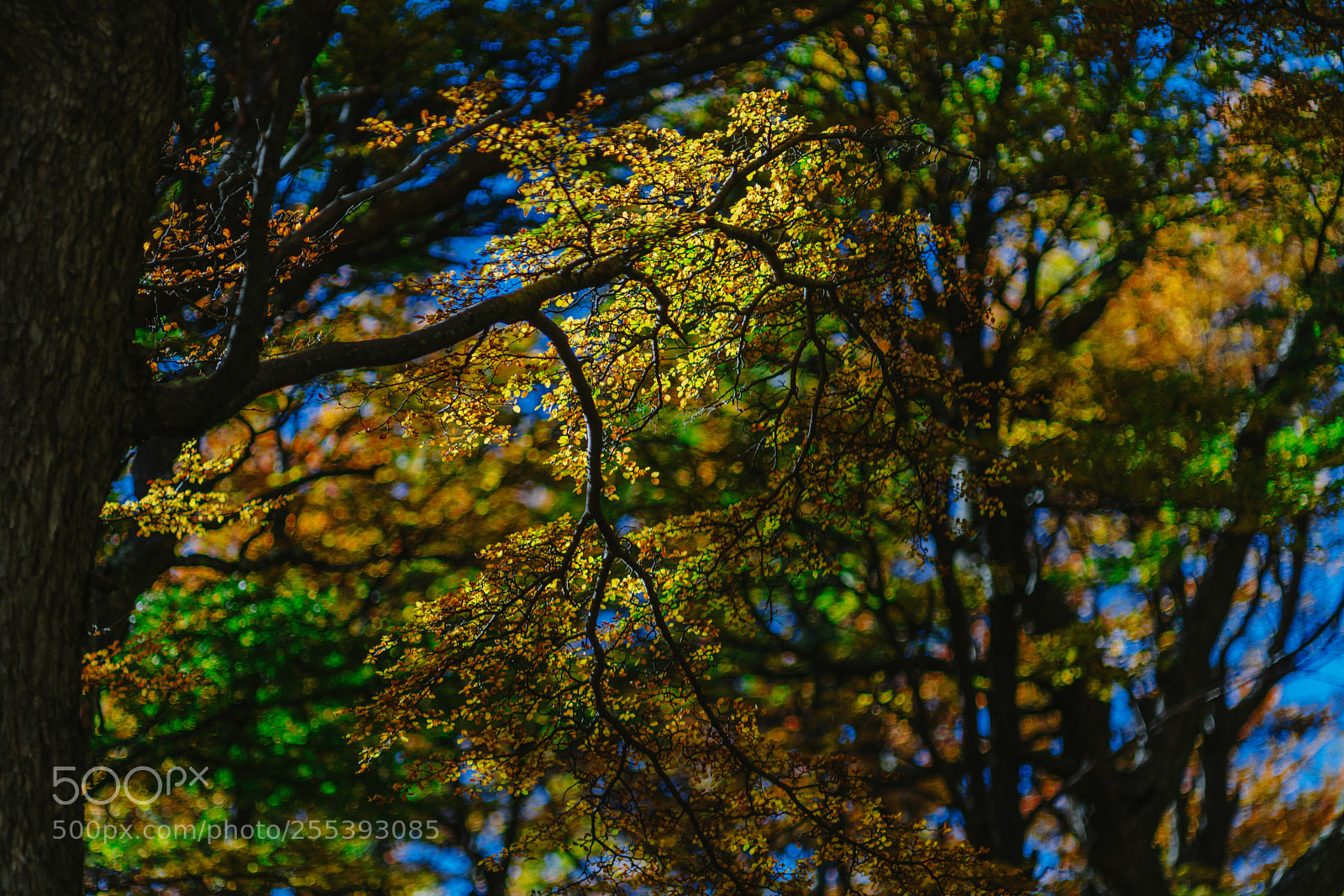 Sony a7R II sample photo. Bright colors of autumn photography