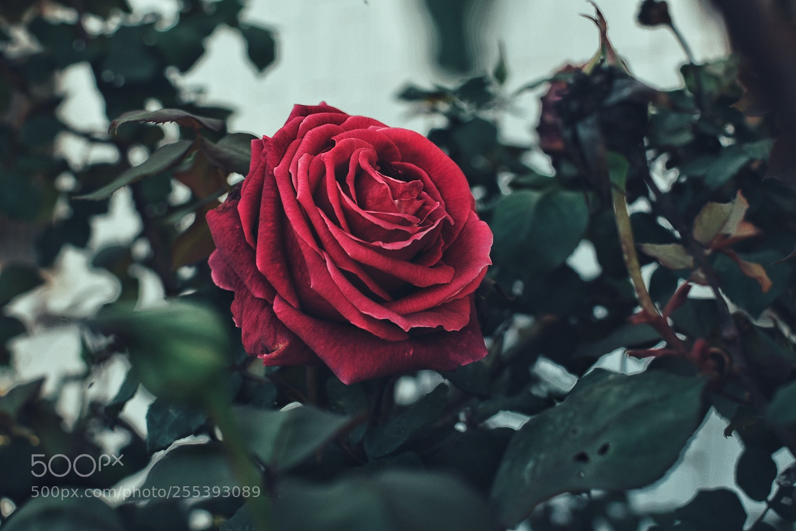 Nikon D5300 sample photo. Beauty photography