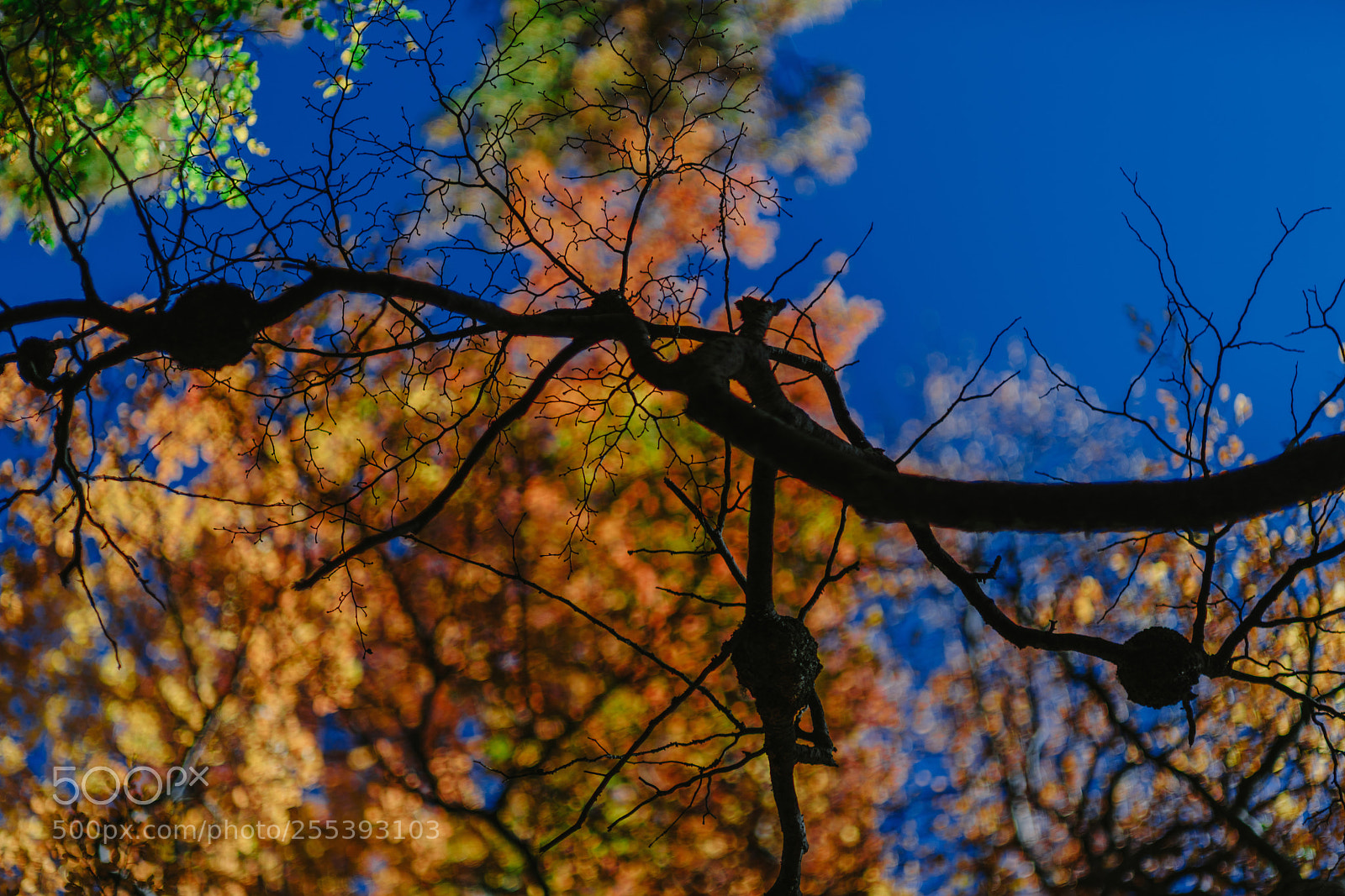 Sony a7R II sample photo. Bright colors of autumn photography