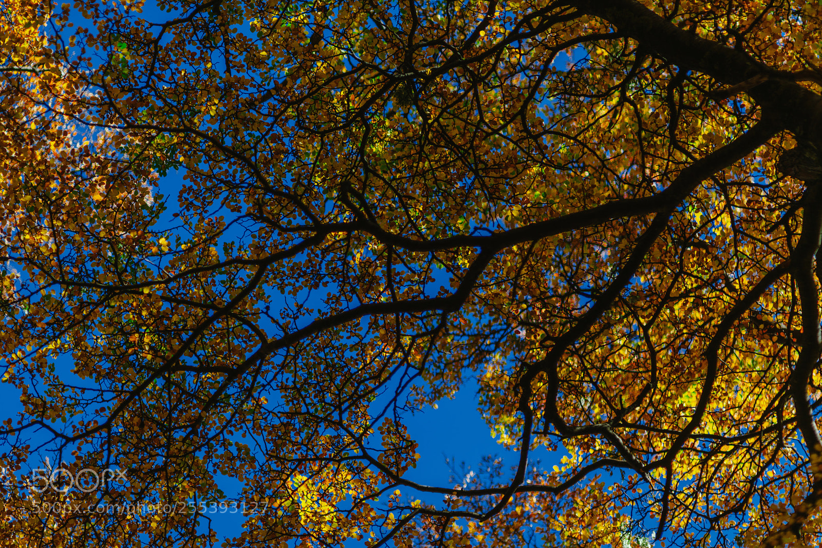 Sony a7R II sample photo. Bright colors of autumn photography