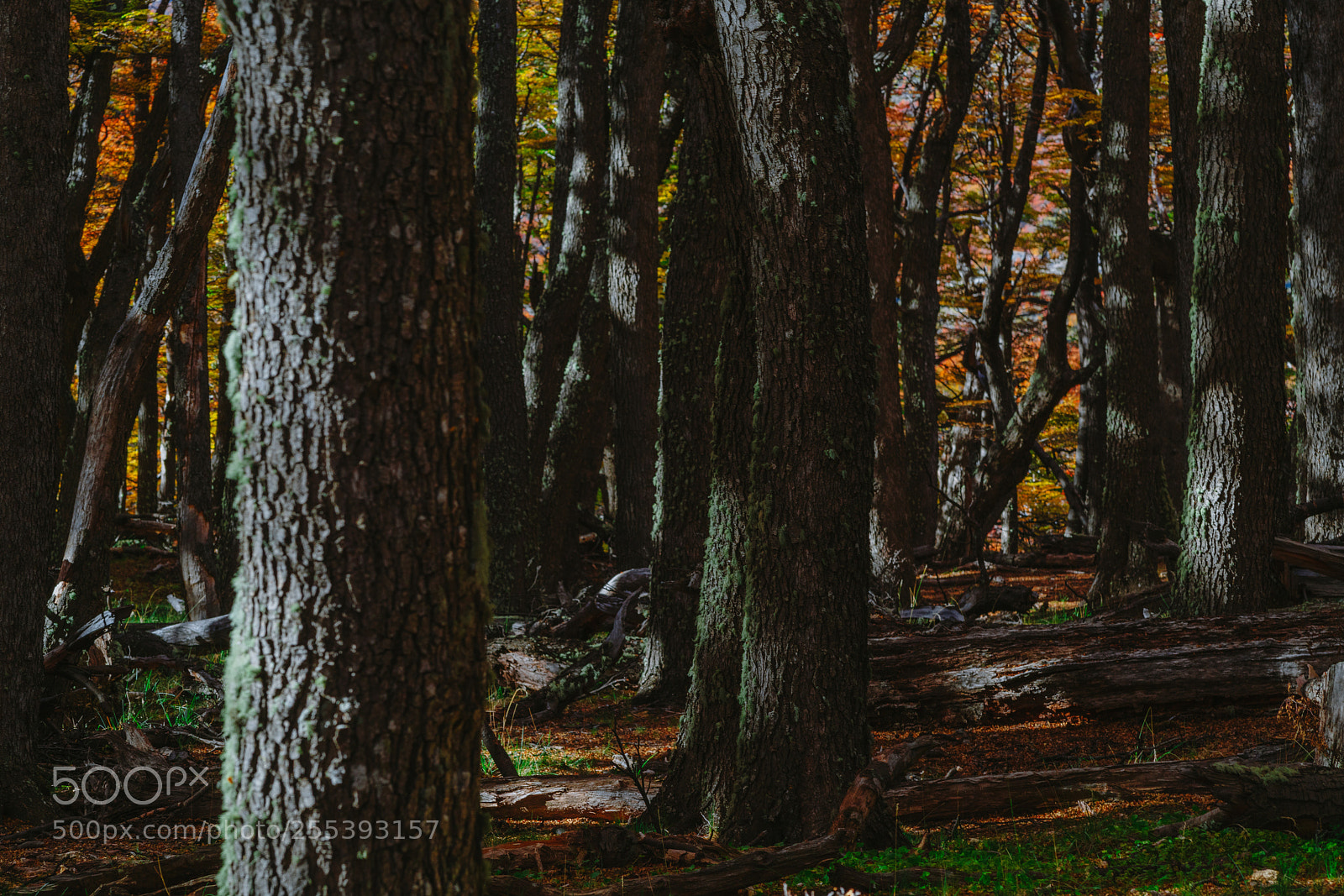 Sony a7R II sample photo. Bright colors of autumn photography