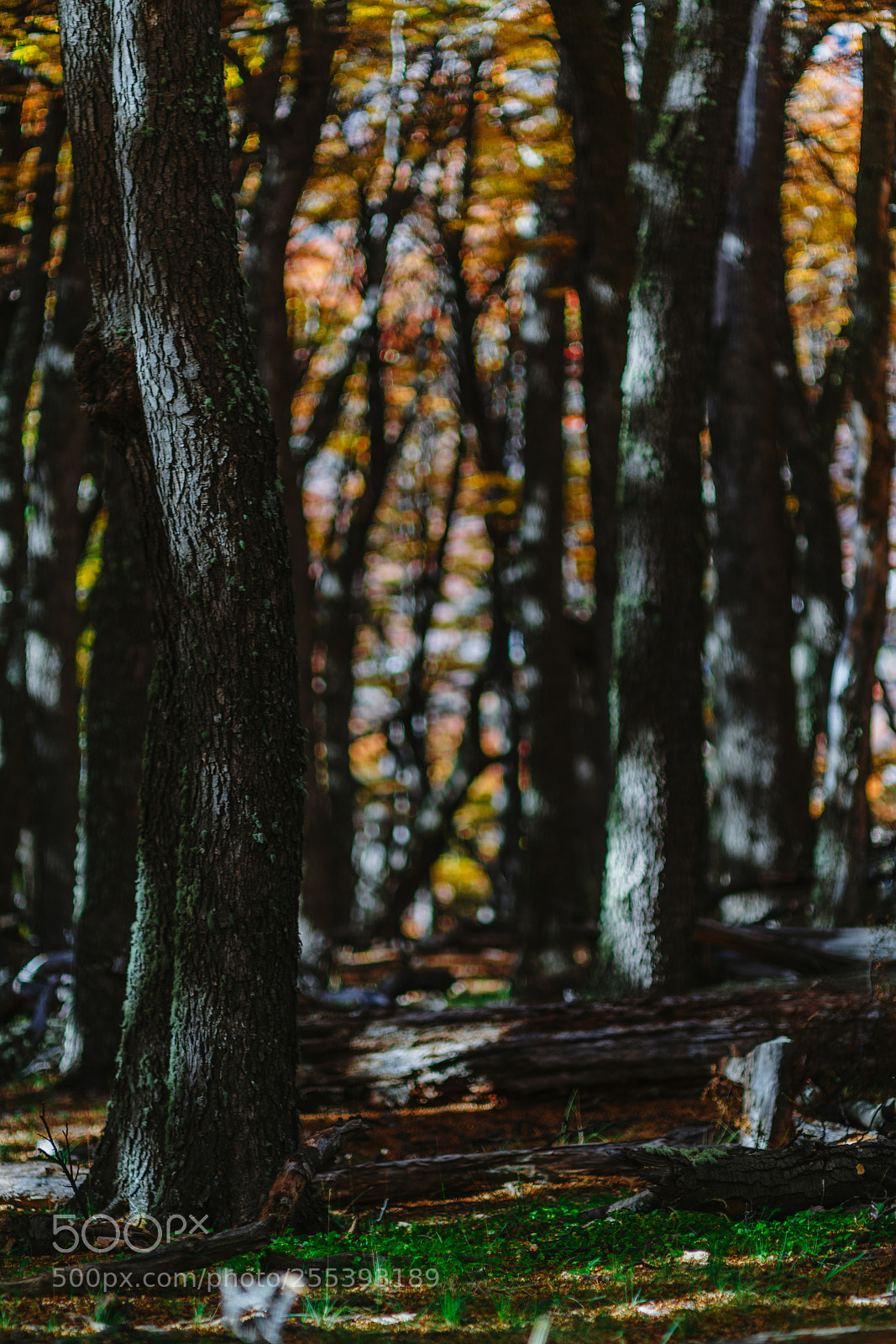 Sony a7R II sample photo. Bright colors of autumn photography