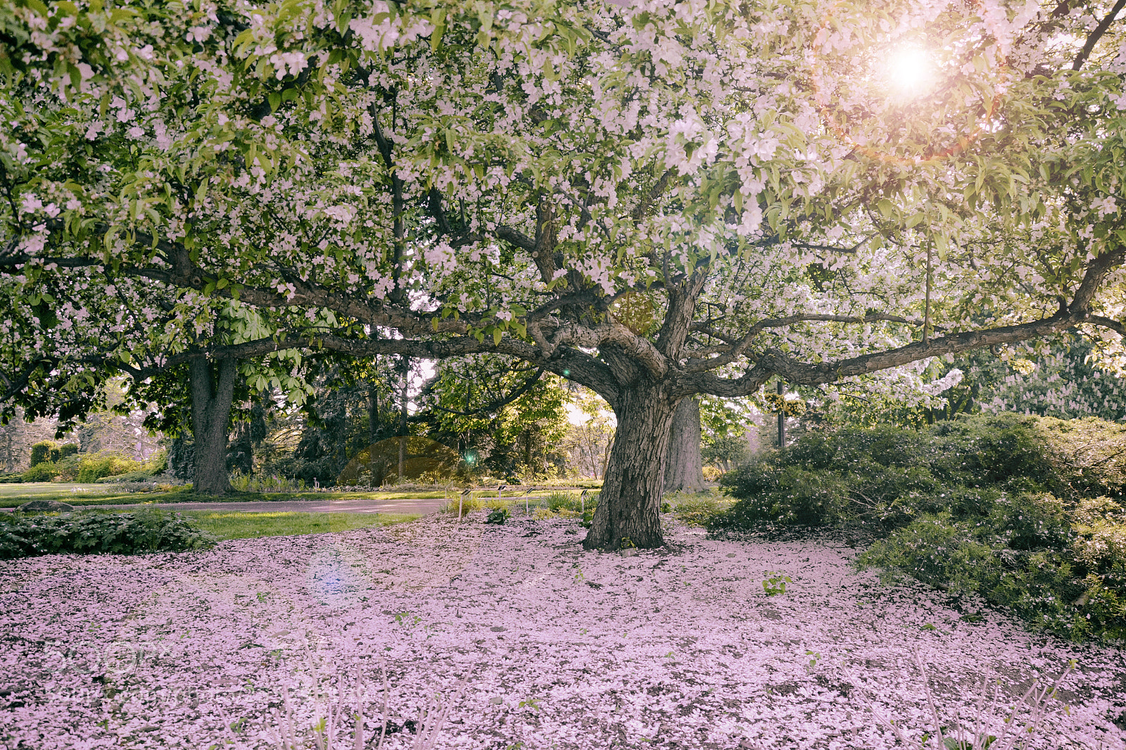 Nikon D3100 sample photo. Sakura season photography