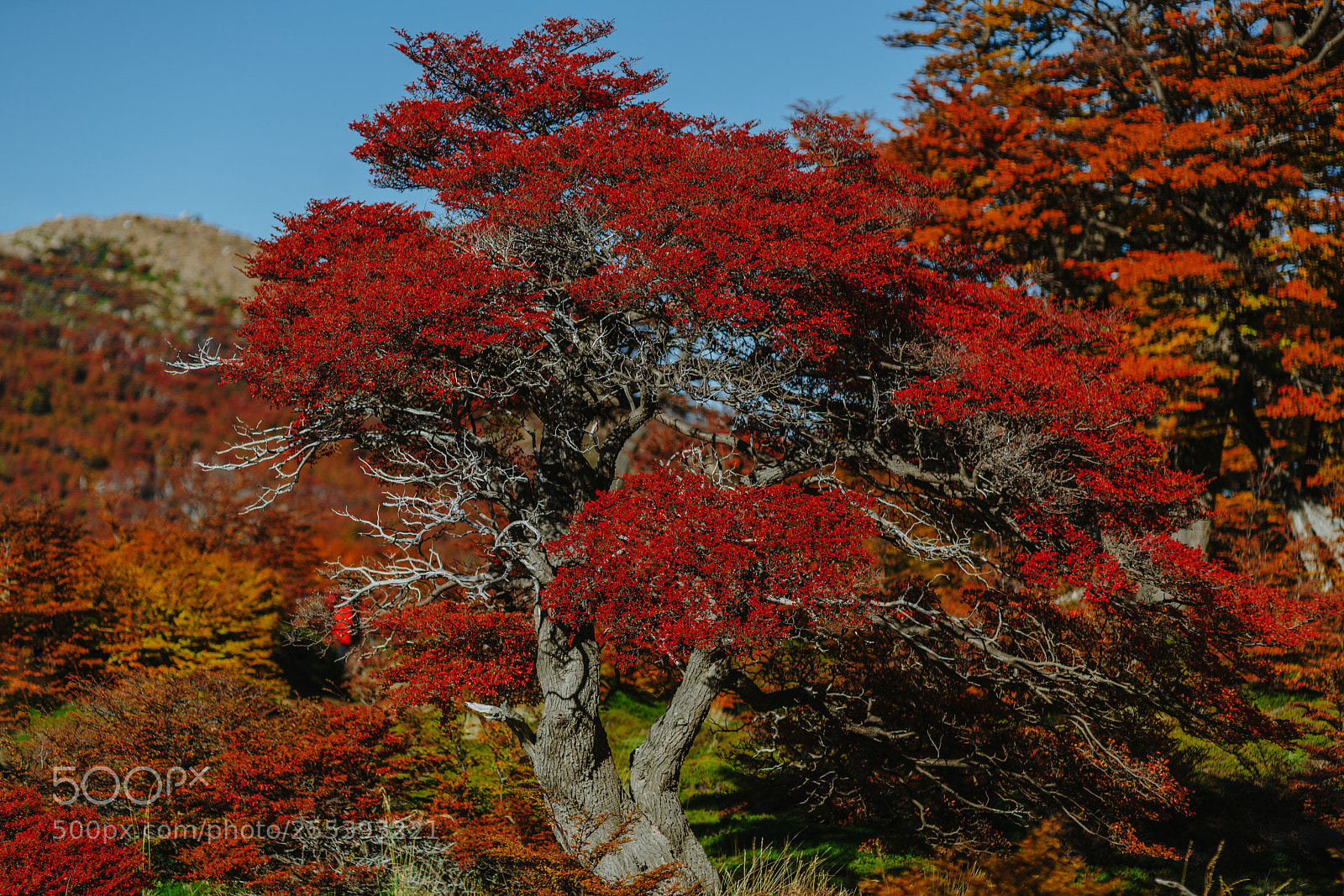 Sony a7R II sample photo. Bright colors of autumn photography