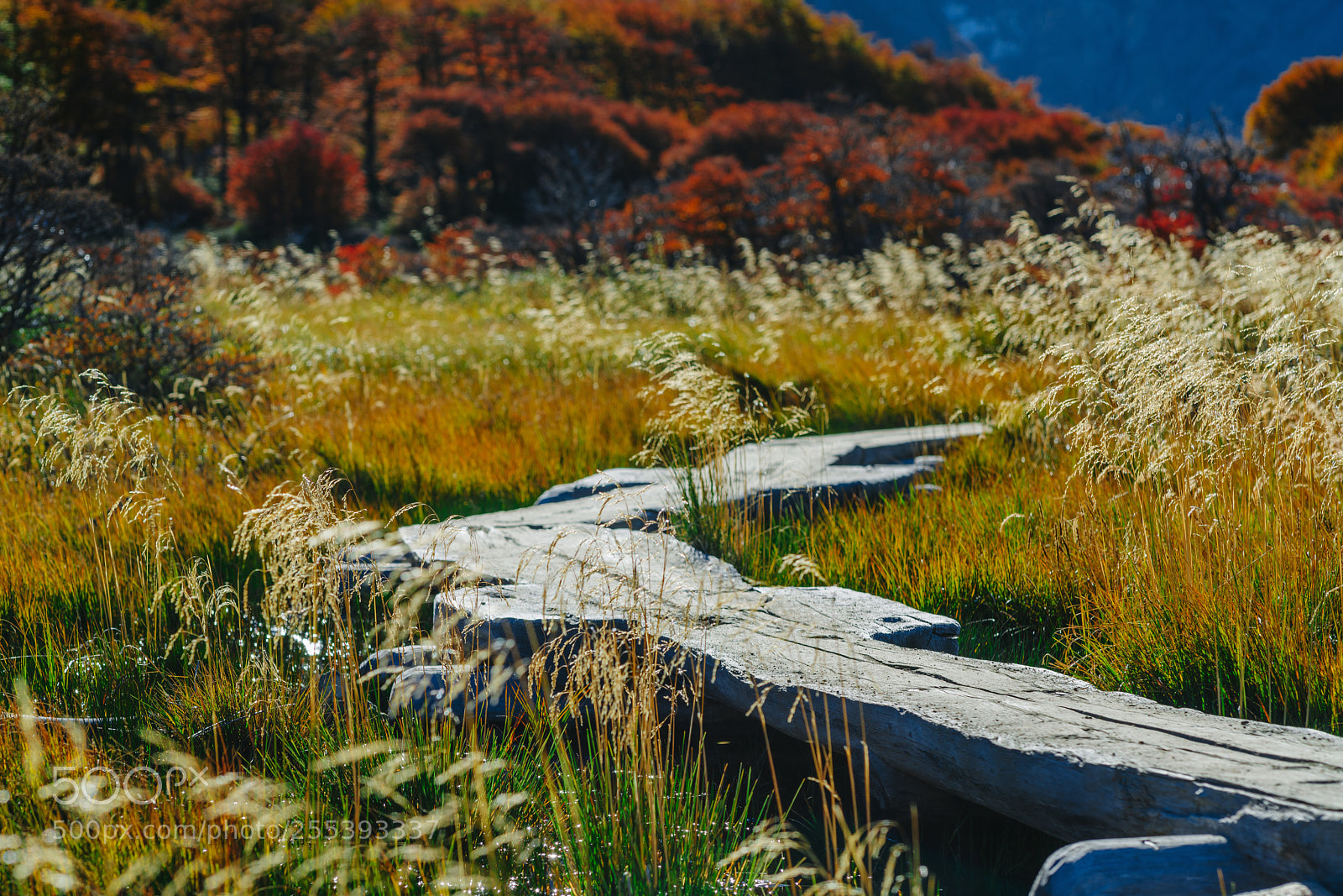 Sony a7R II sample photo. A wooden walkway in photography