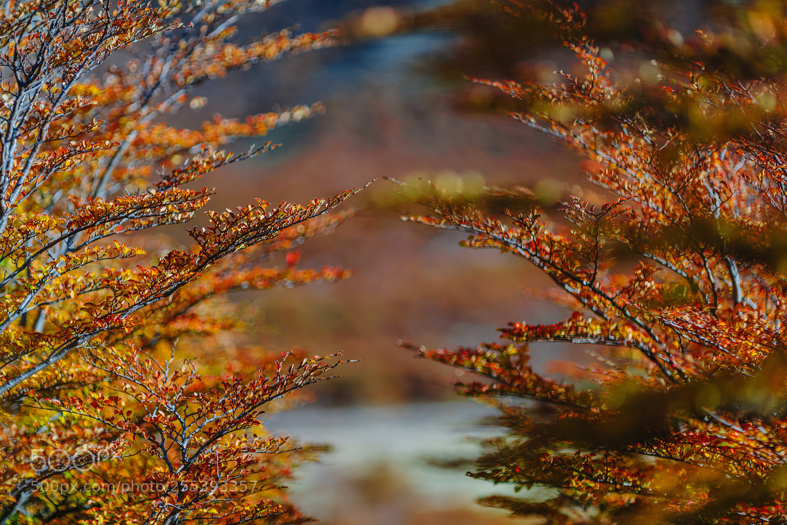 Sony a7R II sample photo. Bright colors of autumn photography