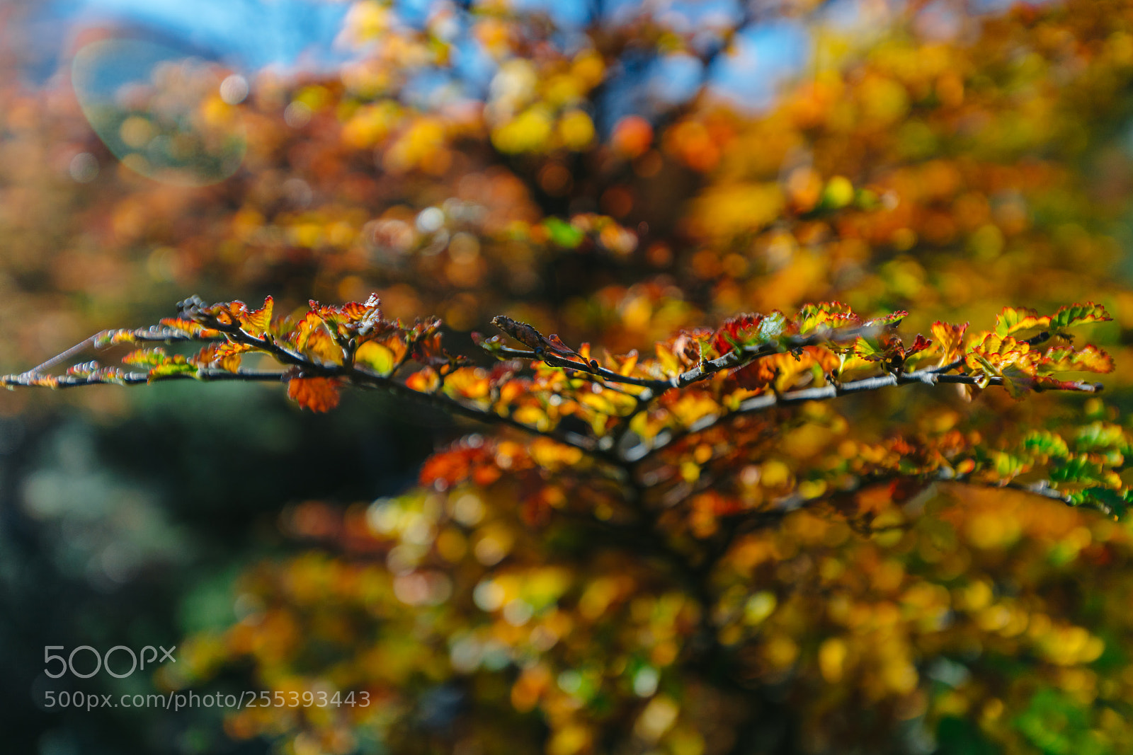 Sony a7R II sample photo. Bright colors of autumn photography