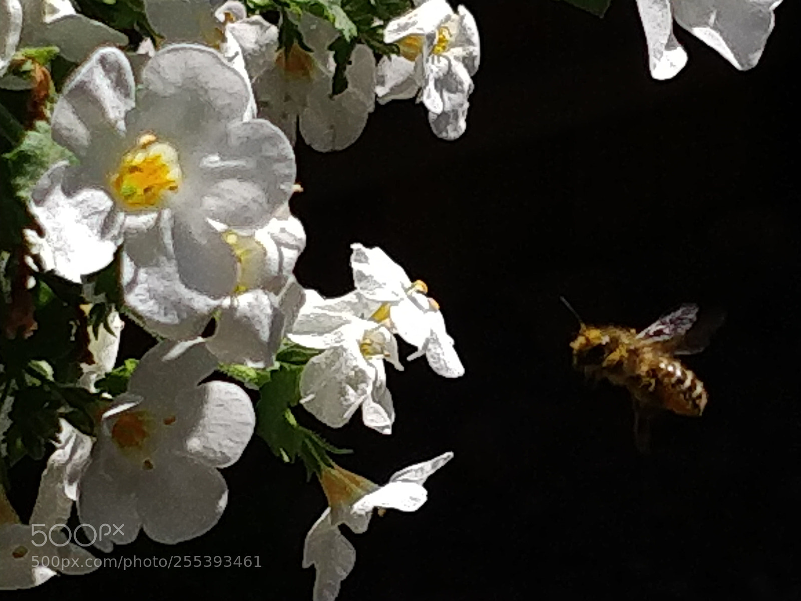 OnePlus 5 sample photo. Bee on black photography