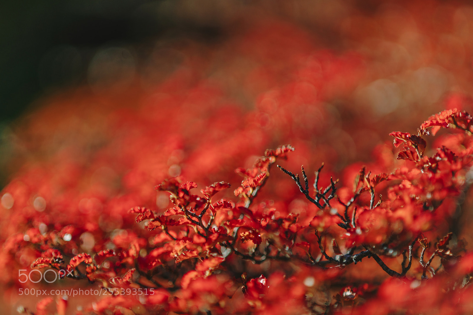 Sony a7R II sample photo. Bright red paint on photography