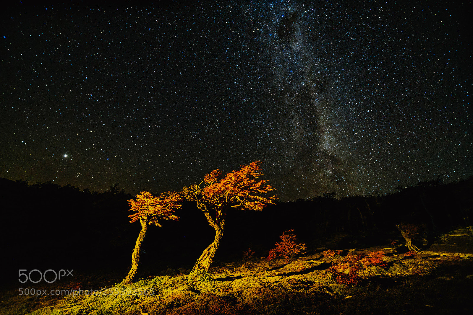Sony a7R II sample photo. View of the tree photography