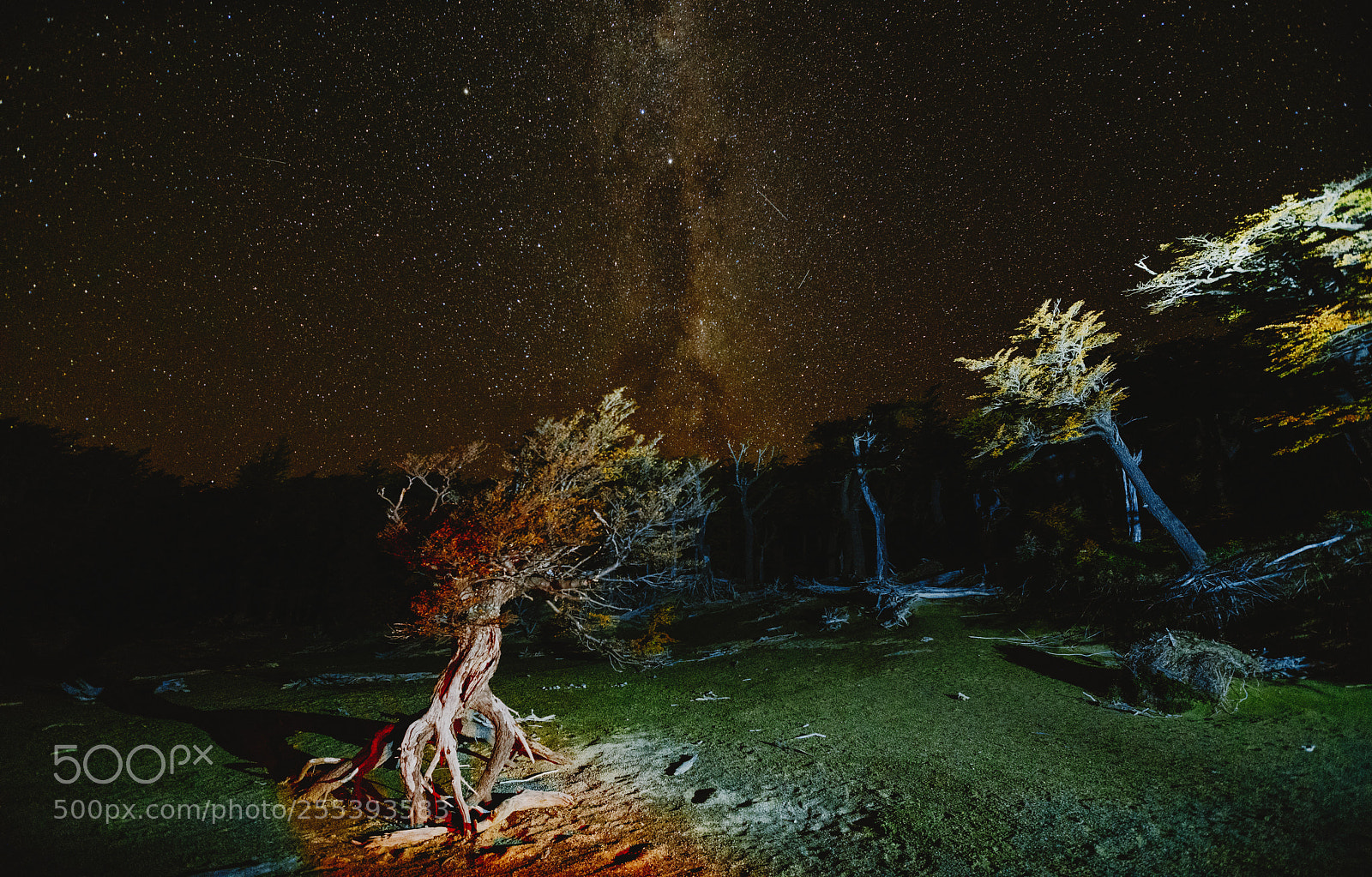 Sony a7R II sample photo. View of the tree photography