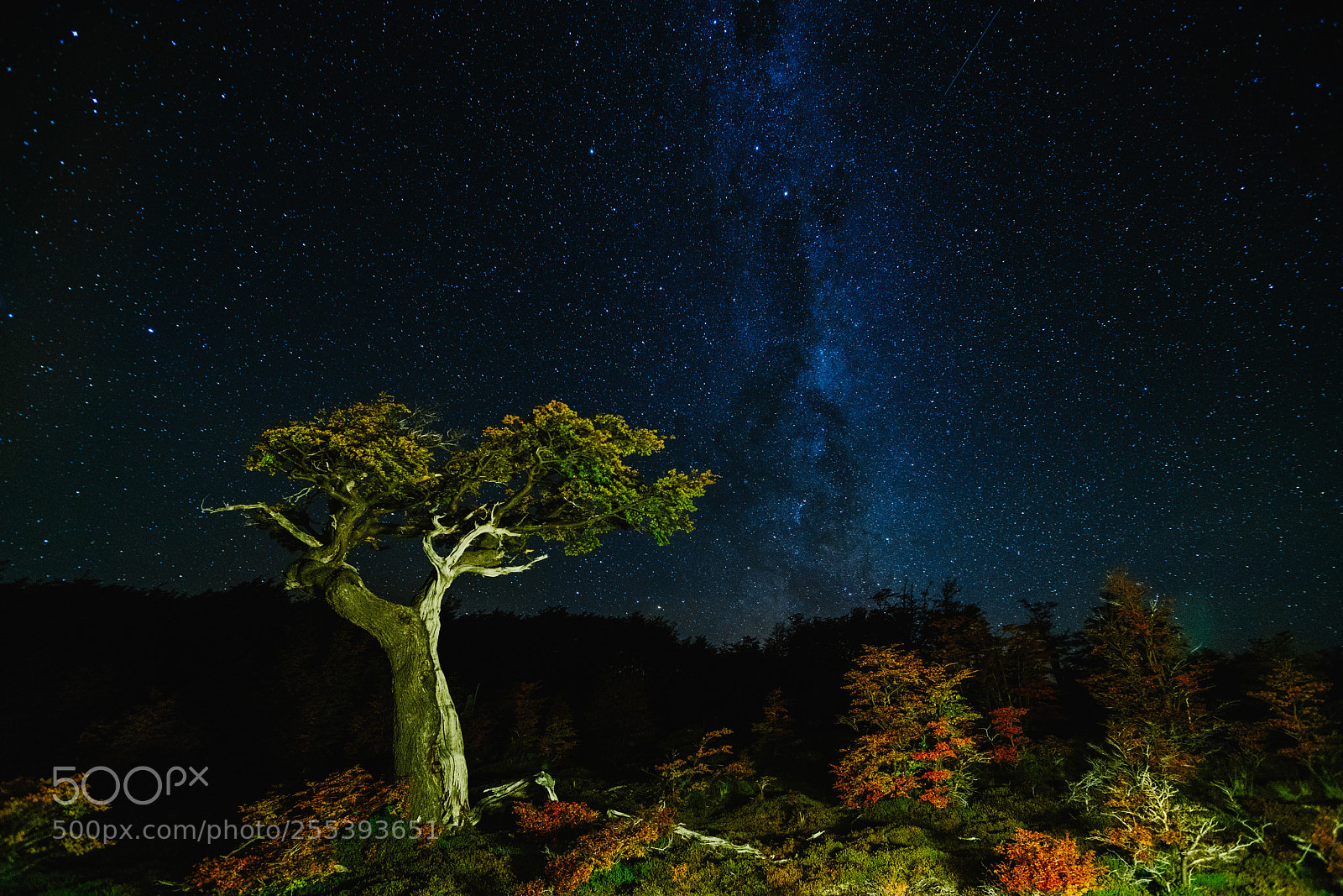 Sony a7R II sample photo. View of the tree photography