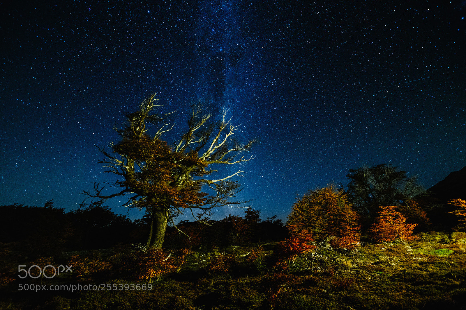 Sony a7R II sample photo. View of the tree photography