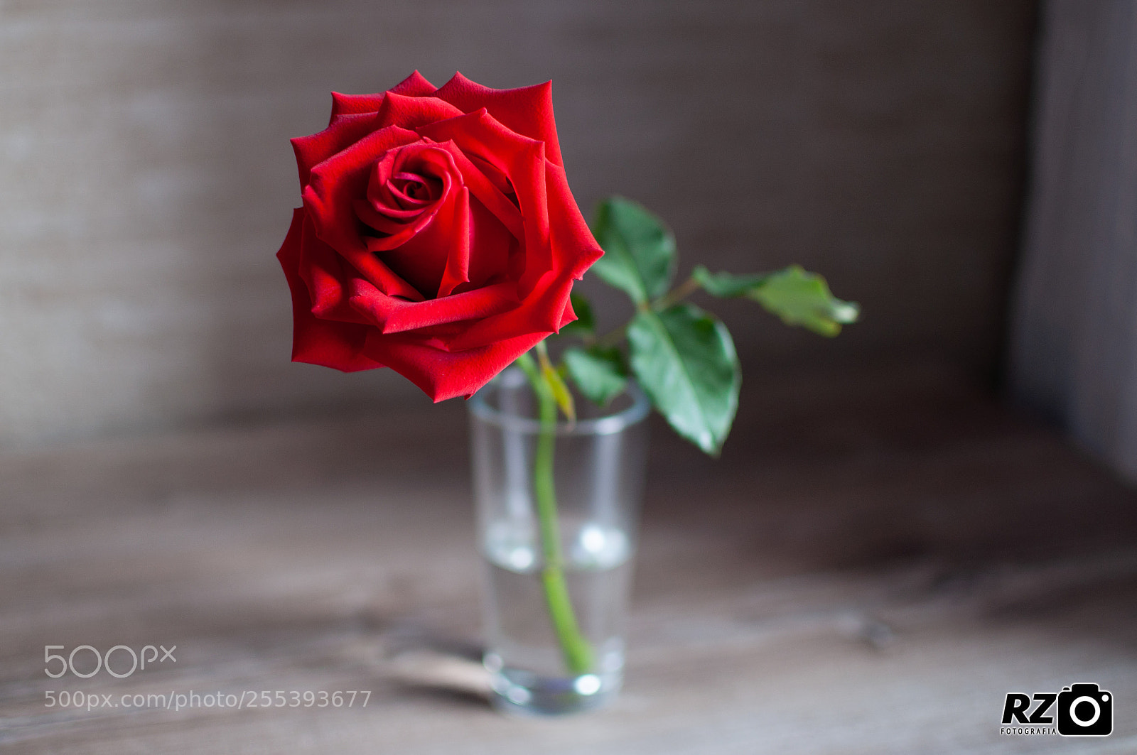 Nikon D5000 sample photo. Flor photography