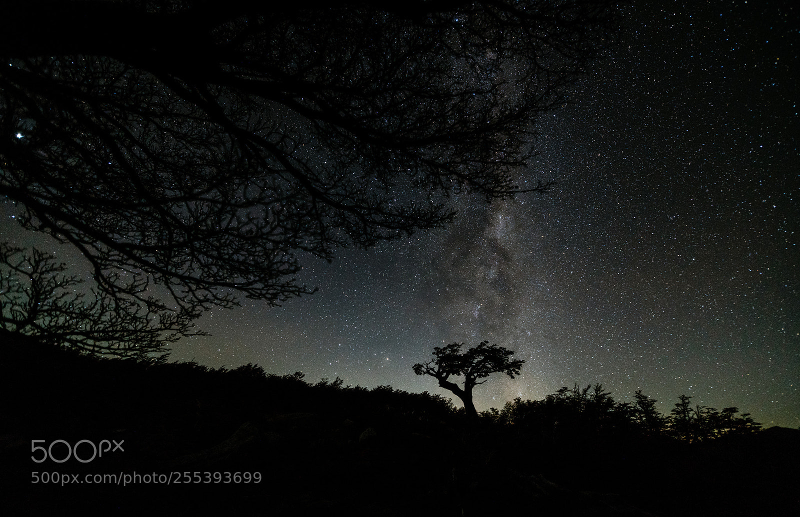 Sony a7R II sample photo. View of the tree photography