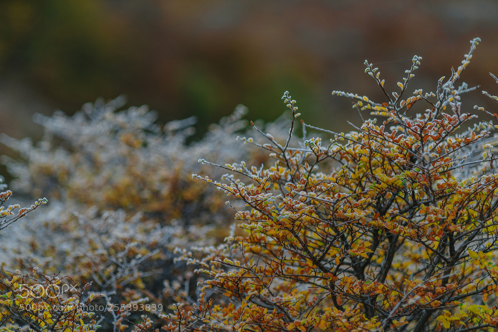 Sony a7R II sample photo. Autumn patagonia and the photography