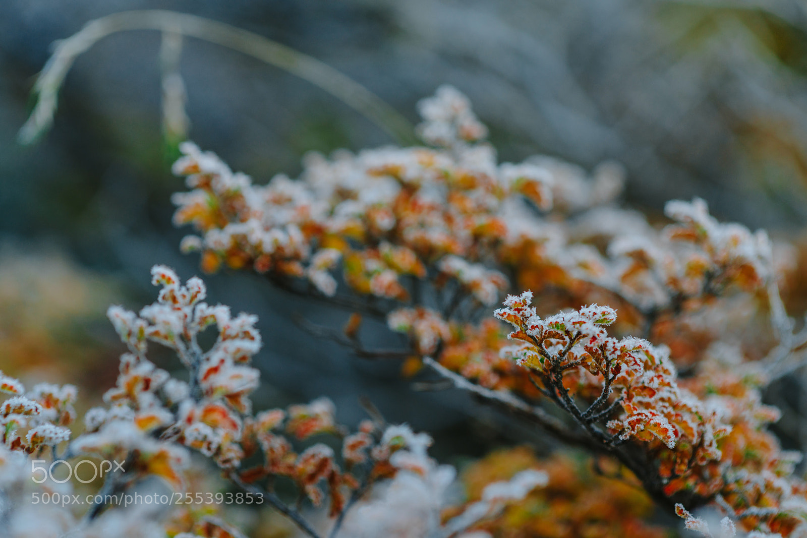 Sony a7R II sample photo. Autumn patagonia and the photography