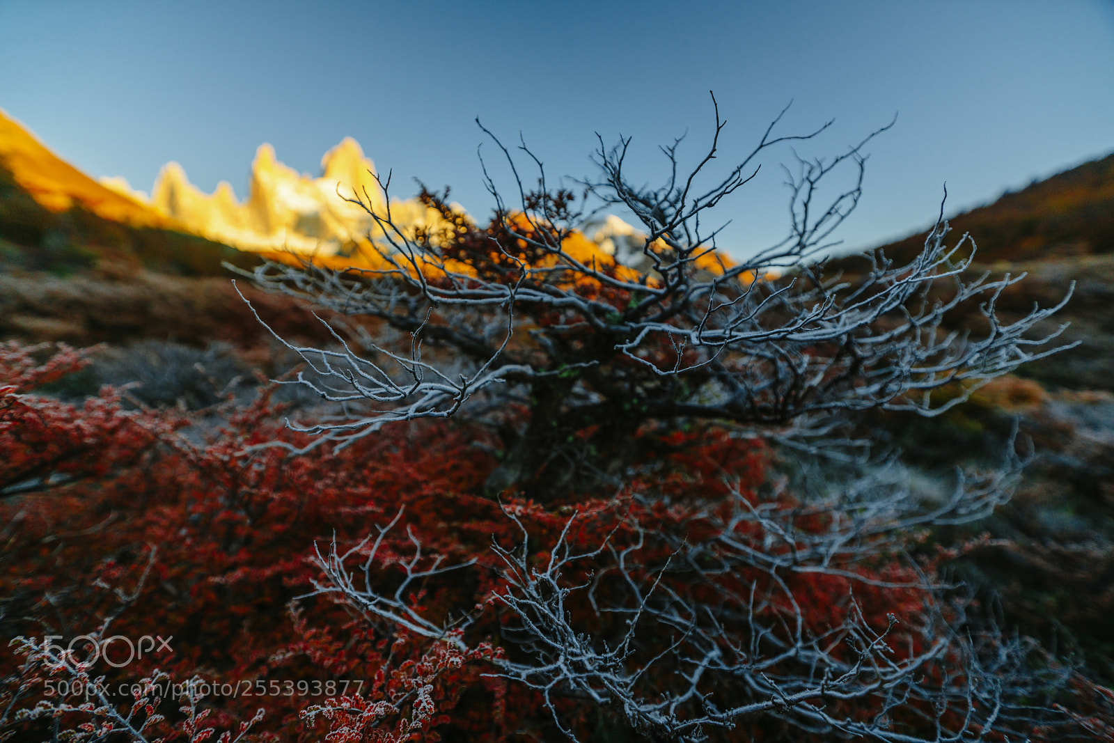 Sony a7R II sample photo. Autumn patagonia and the photography