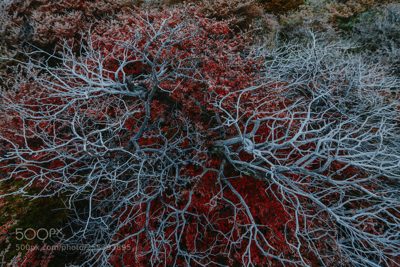 Sony a7R II sample photo. Autumn patagonia and the photography