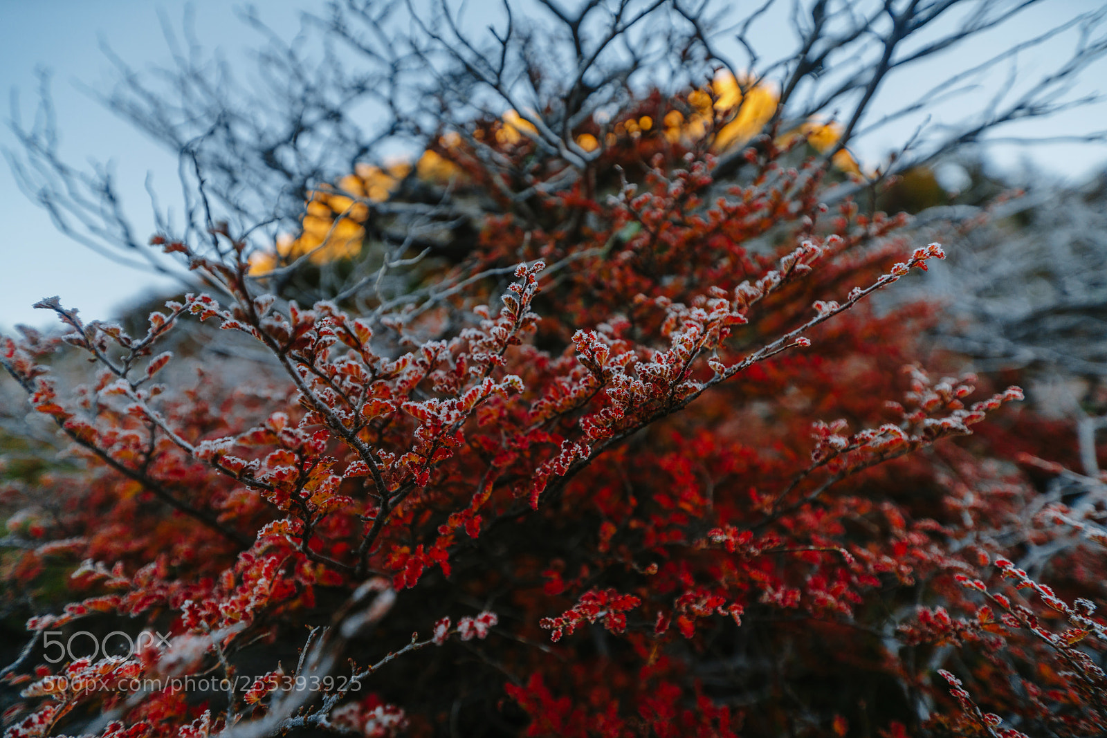 Sony a7R II sample photo. Autumn patagonia and the photography