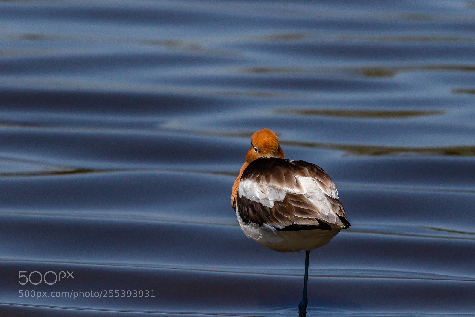 Canon EOS 7D Mark II sample photo. American avocet trying to photography