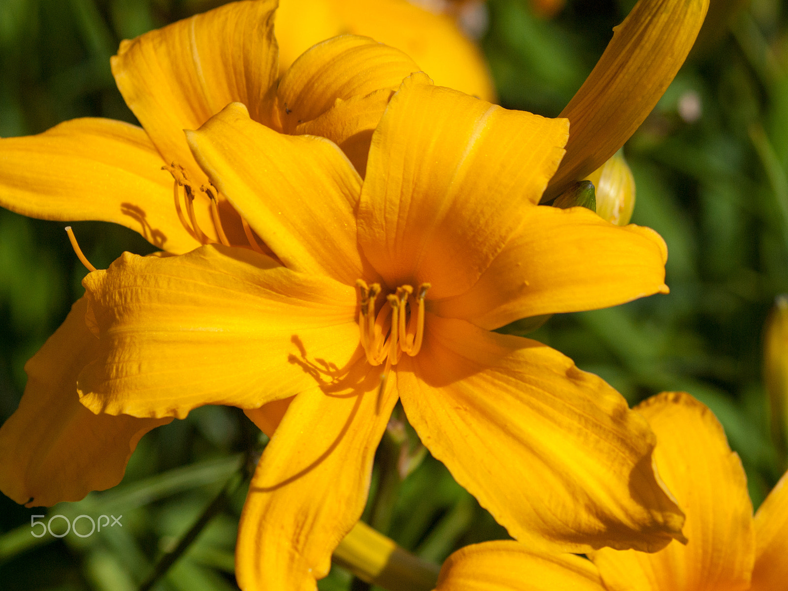 Olympus E-620 (EVOLT E-620) sample photo. Shades of yellow photography