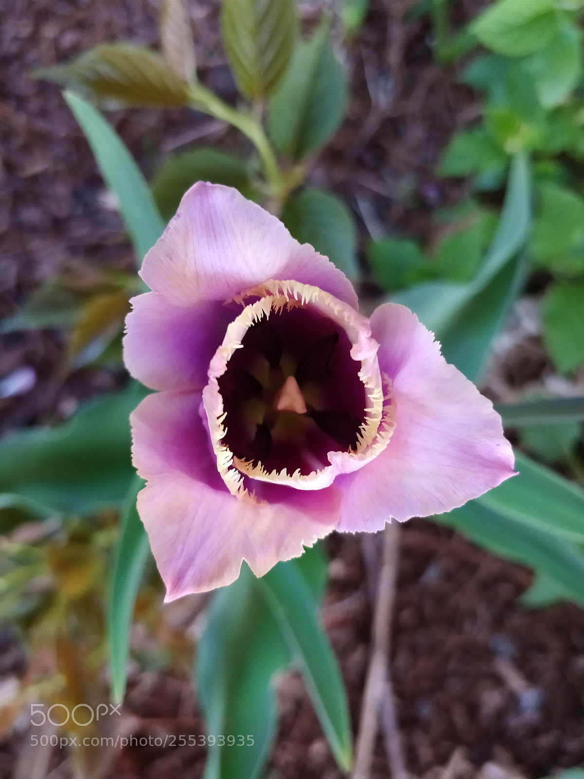 OnePlus 5 sample photo. Tulip in bloom photography