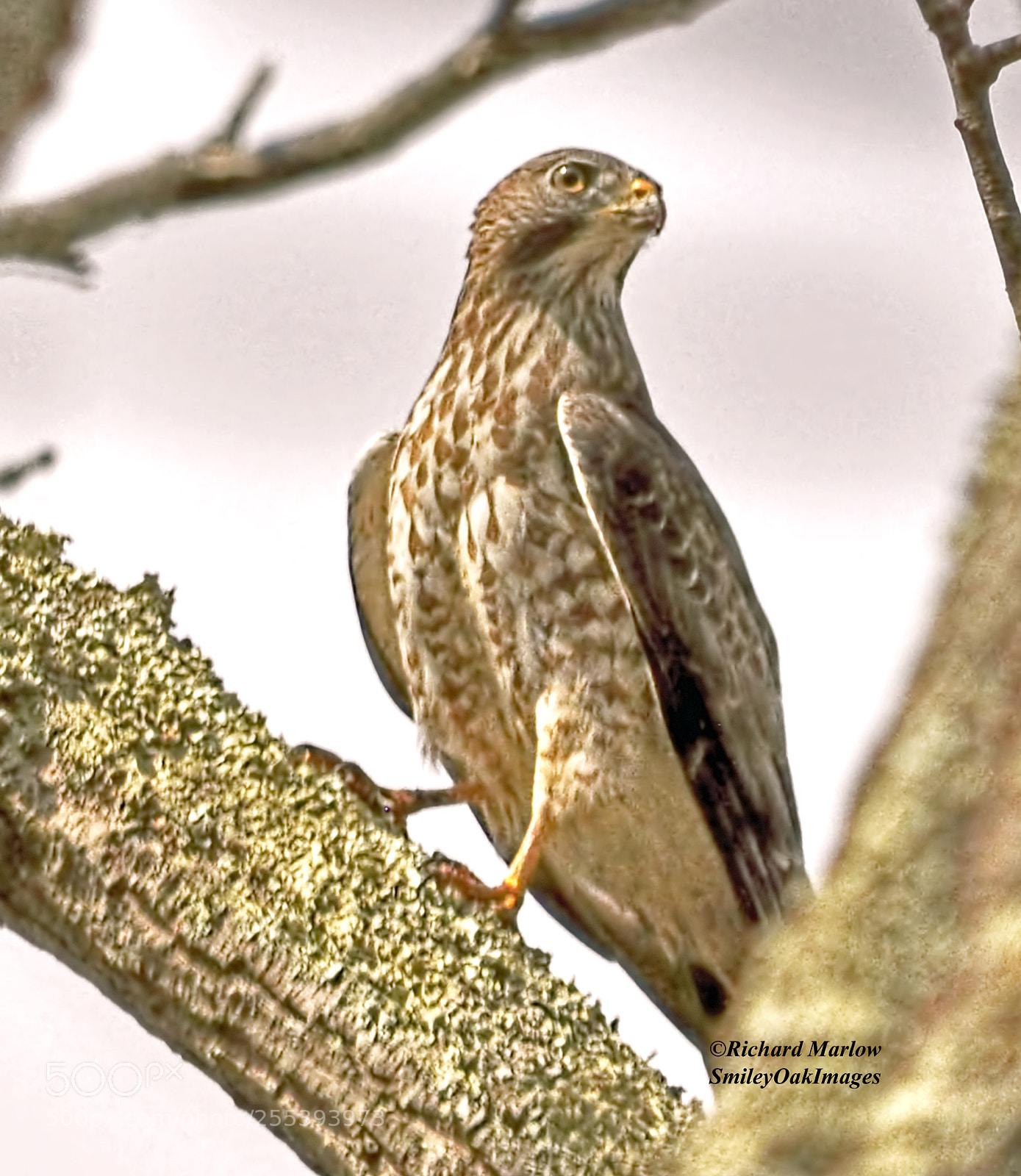 Nikon D5000 sample photo. Hawk photography